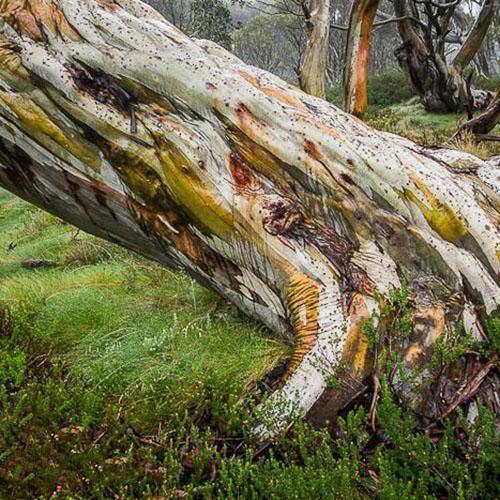 TREE LANDSCAPE PRINTS - TOM PUTT