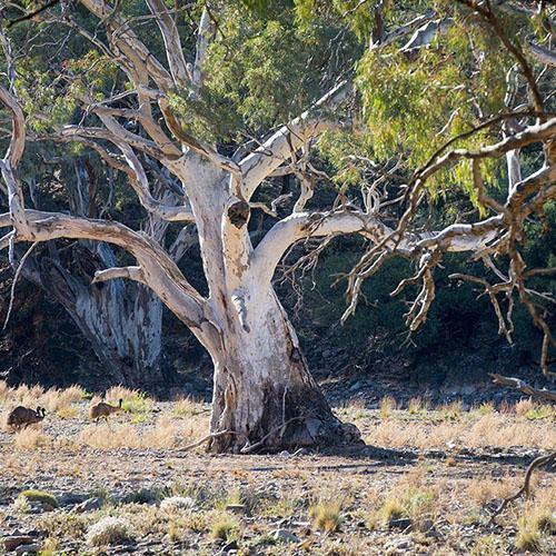 FLINDERS RANGES LANDSCAPE PRINTS - TOM PUTT