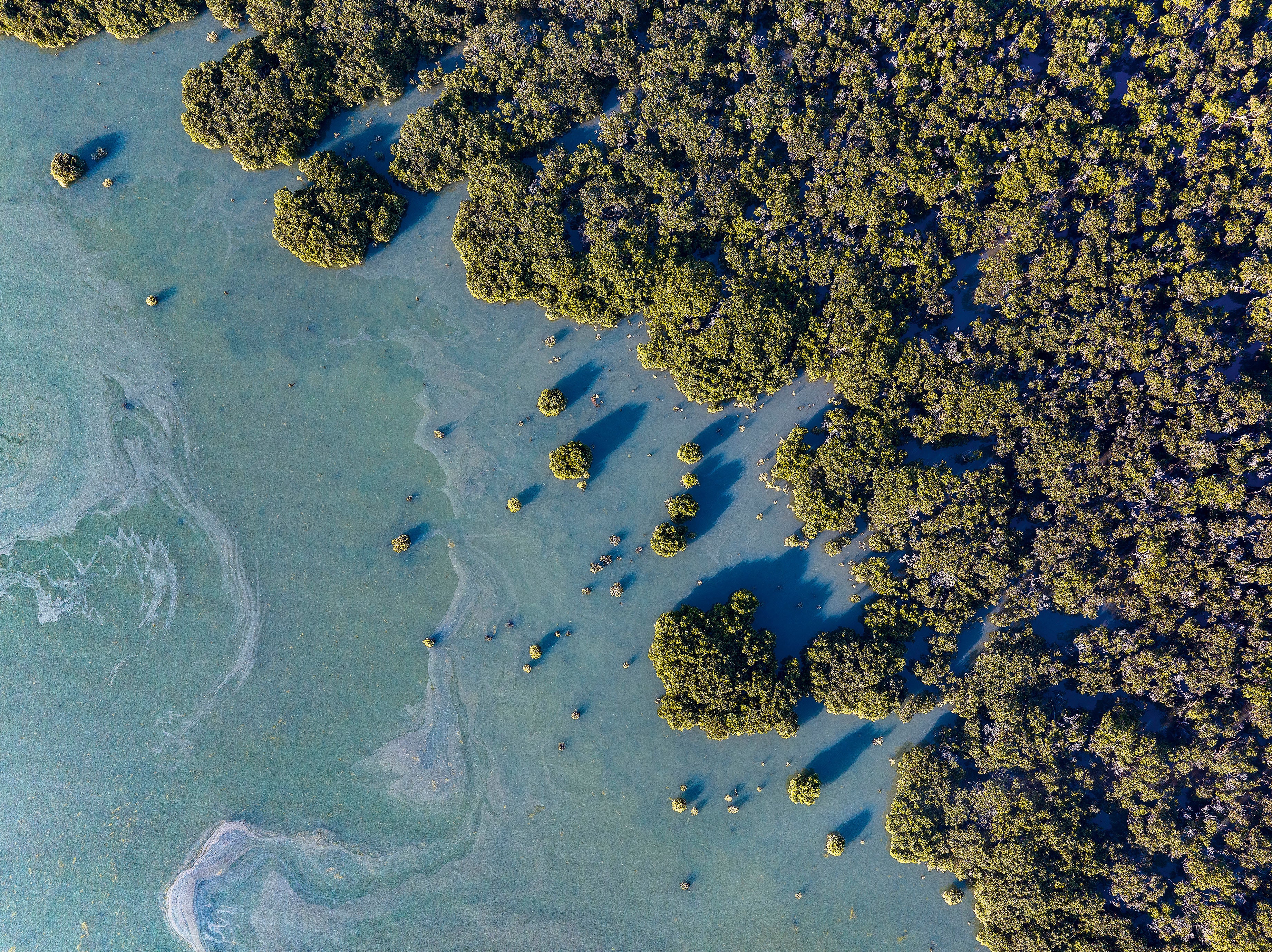 Mangroves, Western Port Bay