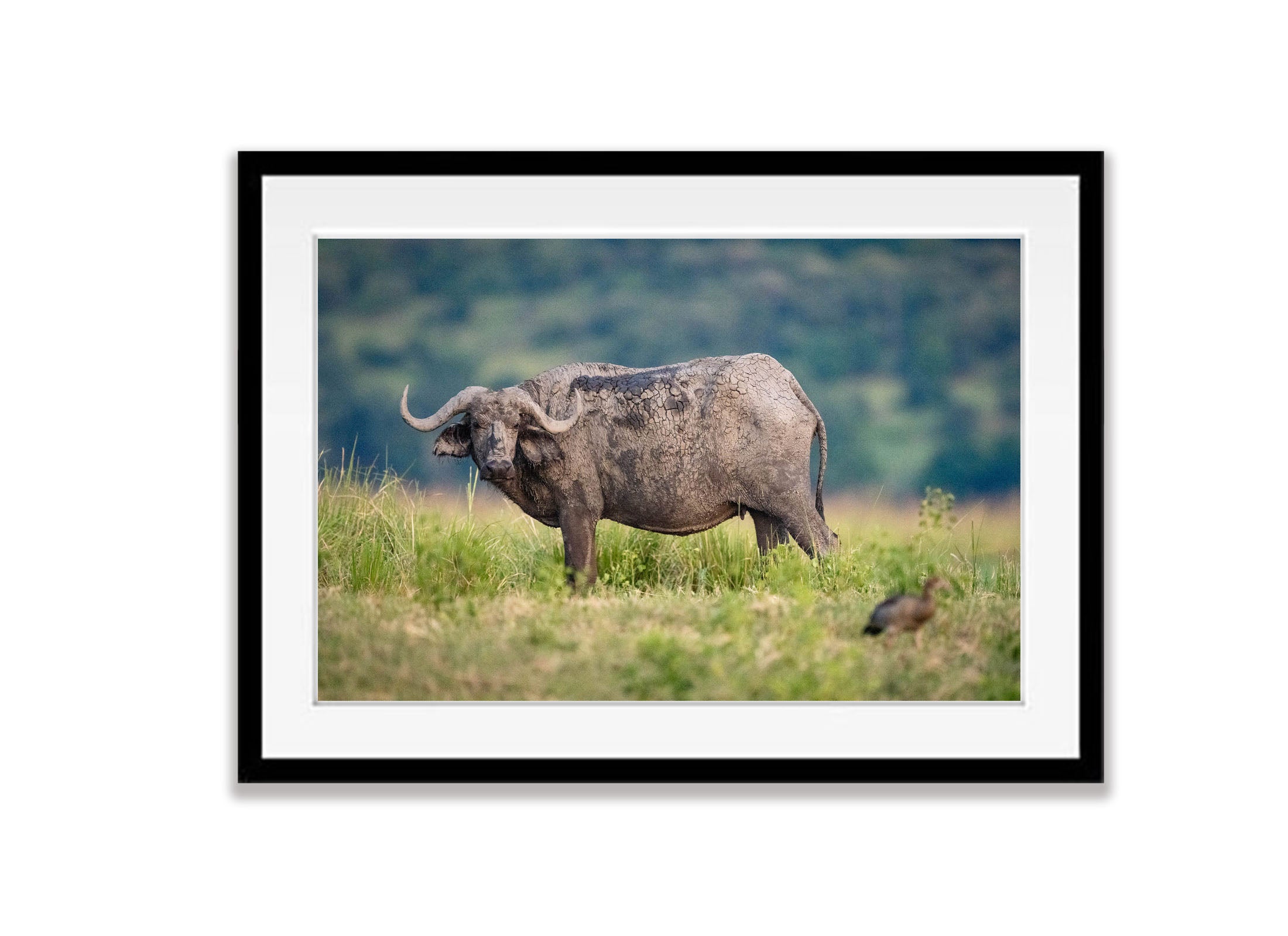 African Buffalo, Chobe River, Botswana