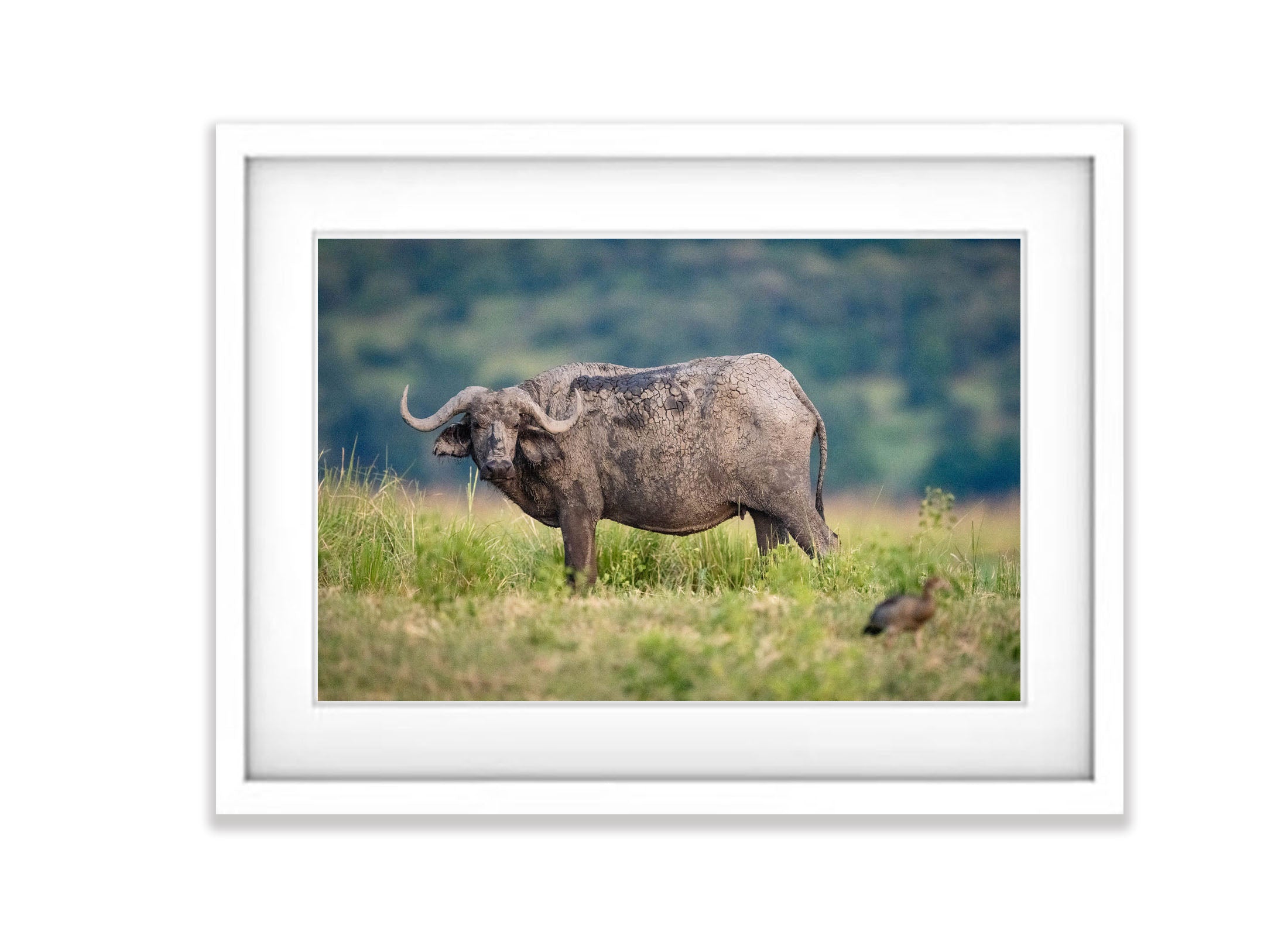 African Buffalo, Chobe River, Botswana