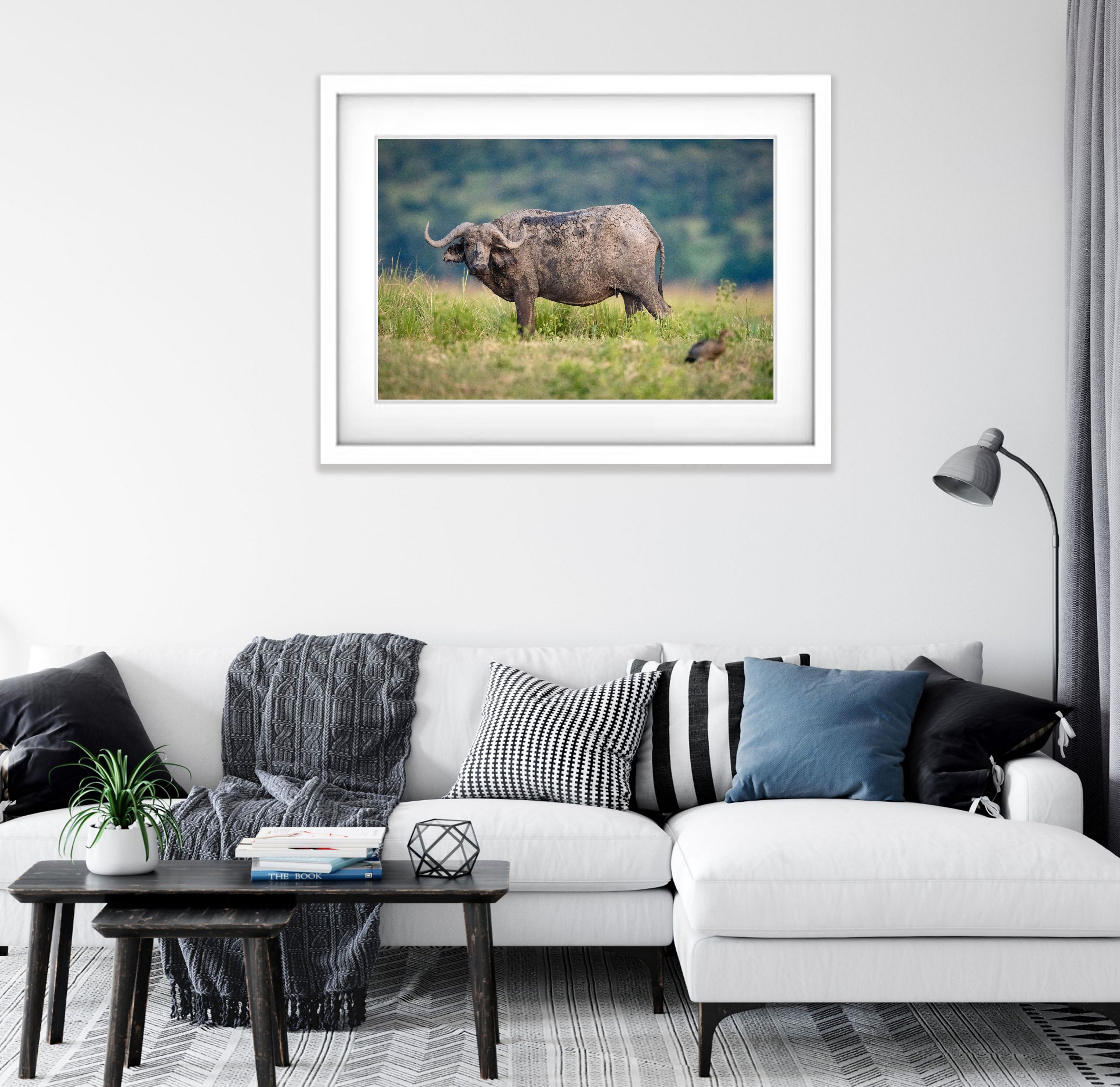 African Buffalo, Chobe River, Botswana