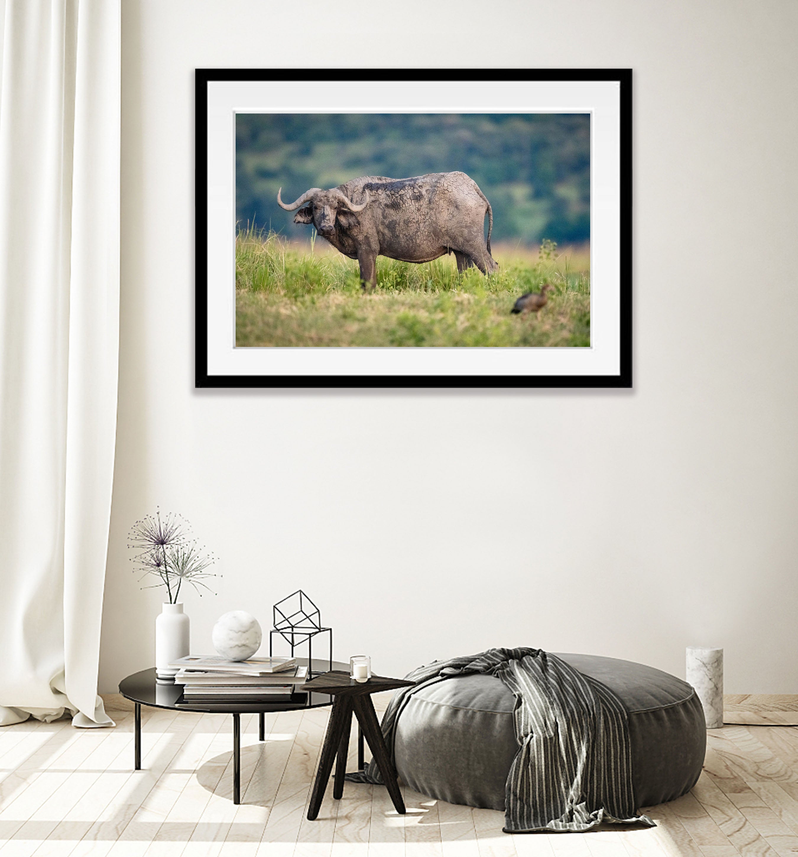 African Buffalo, Chobe River, Botswana