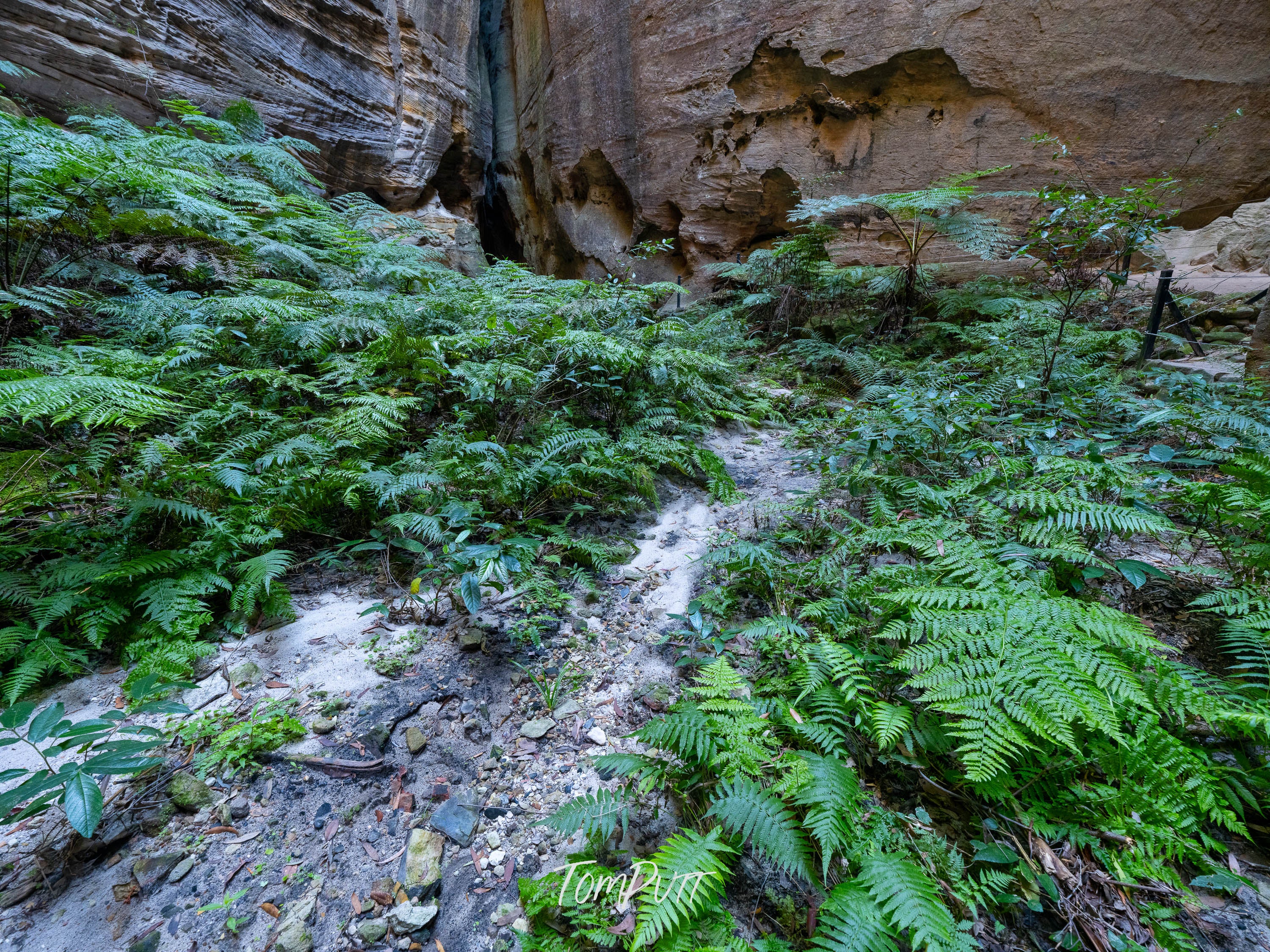Fern Covered, Carnarvon Gorge