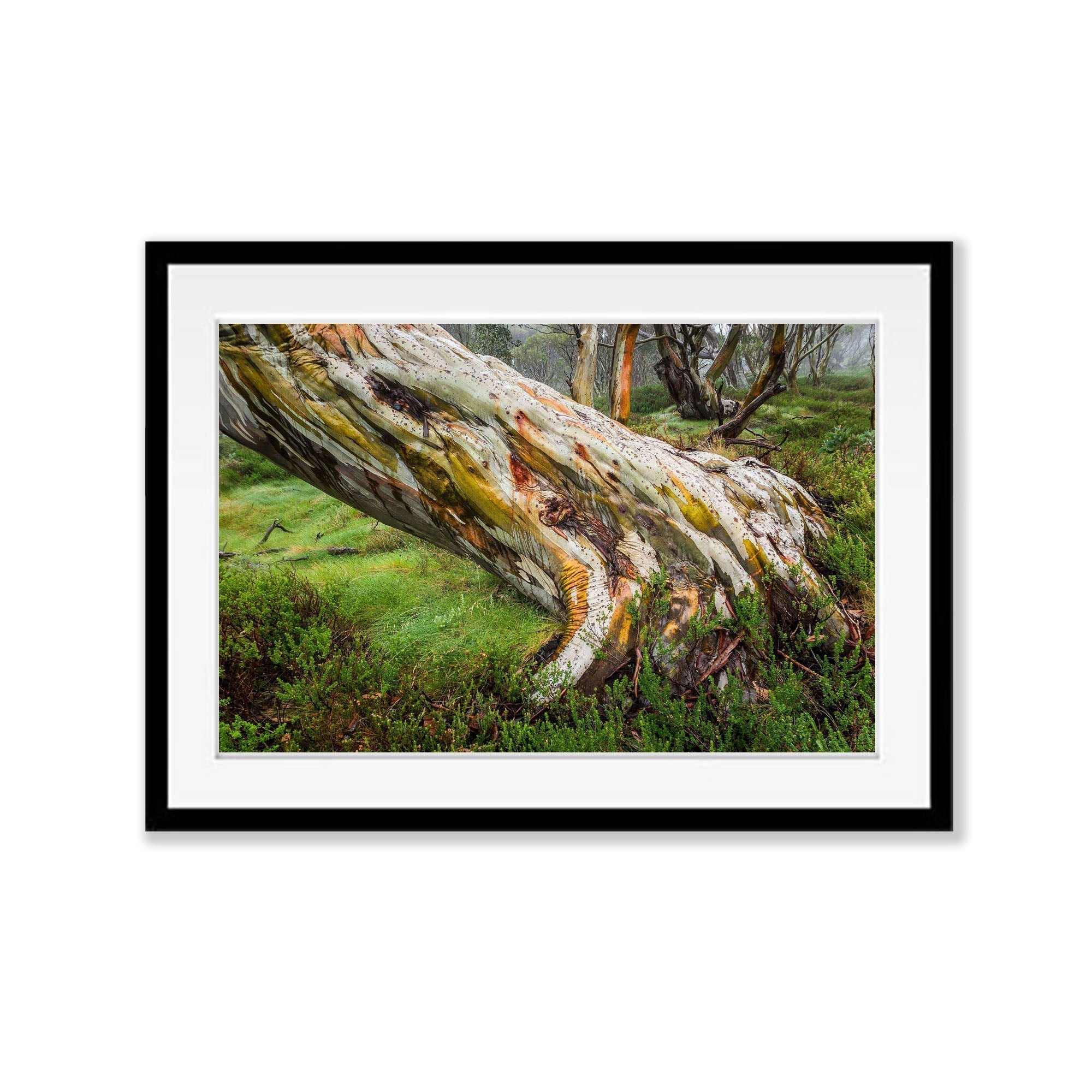 ARTWORK INSTOCK - Ancient Snow Gum - Snowy Mountains, NSW - 150 x 100cms Canvas Raw Oak Print