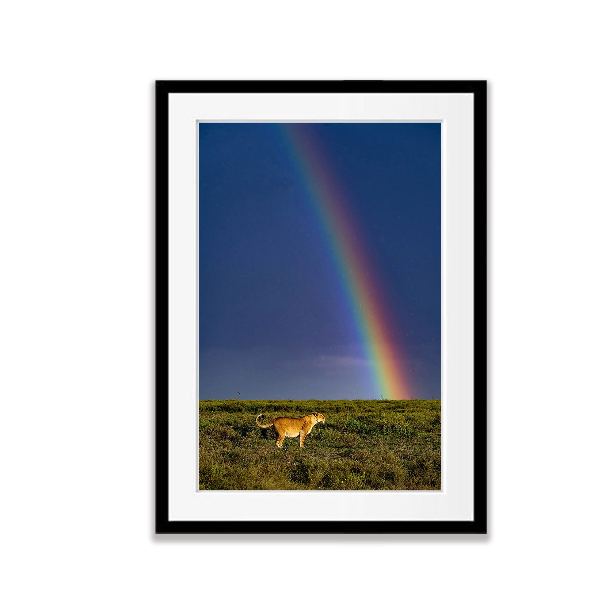 A pregnant lion and rainbow in the Serengeti, Tanzania
