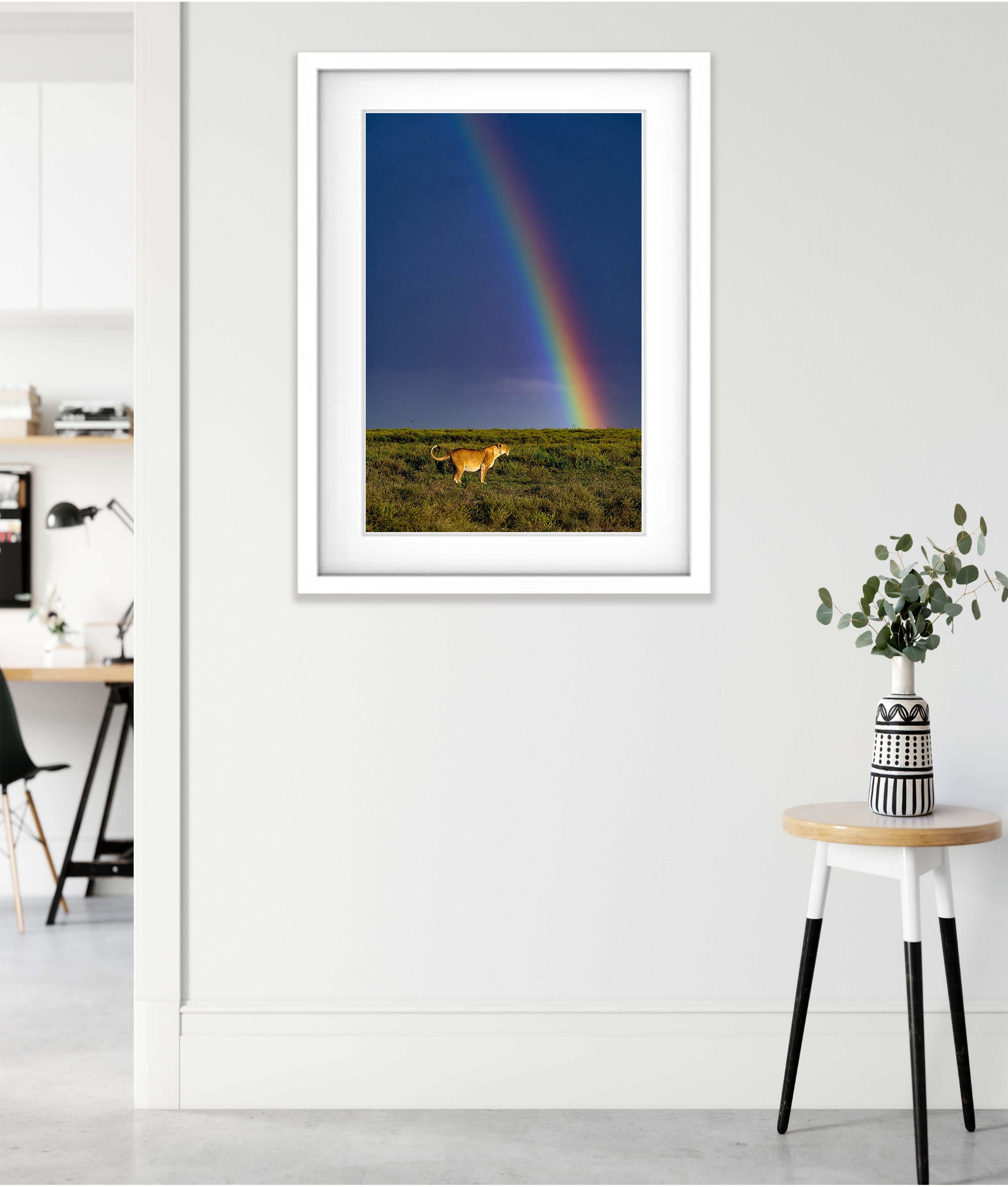 A pregnant lion and rainbow in the Serengeti, Tanzania