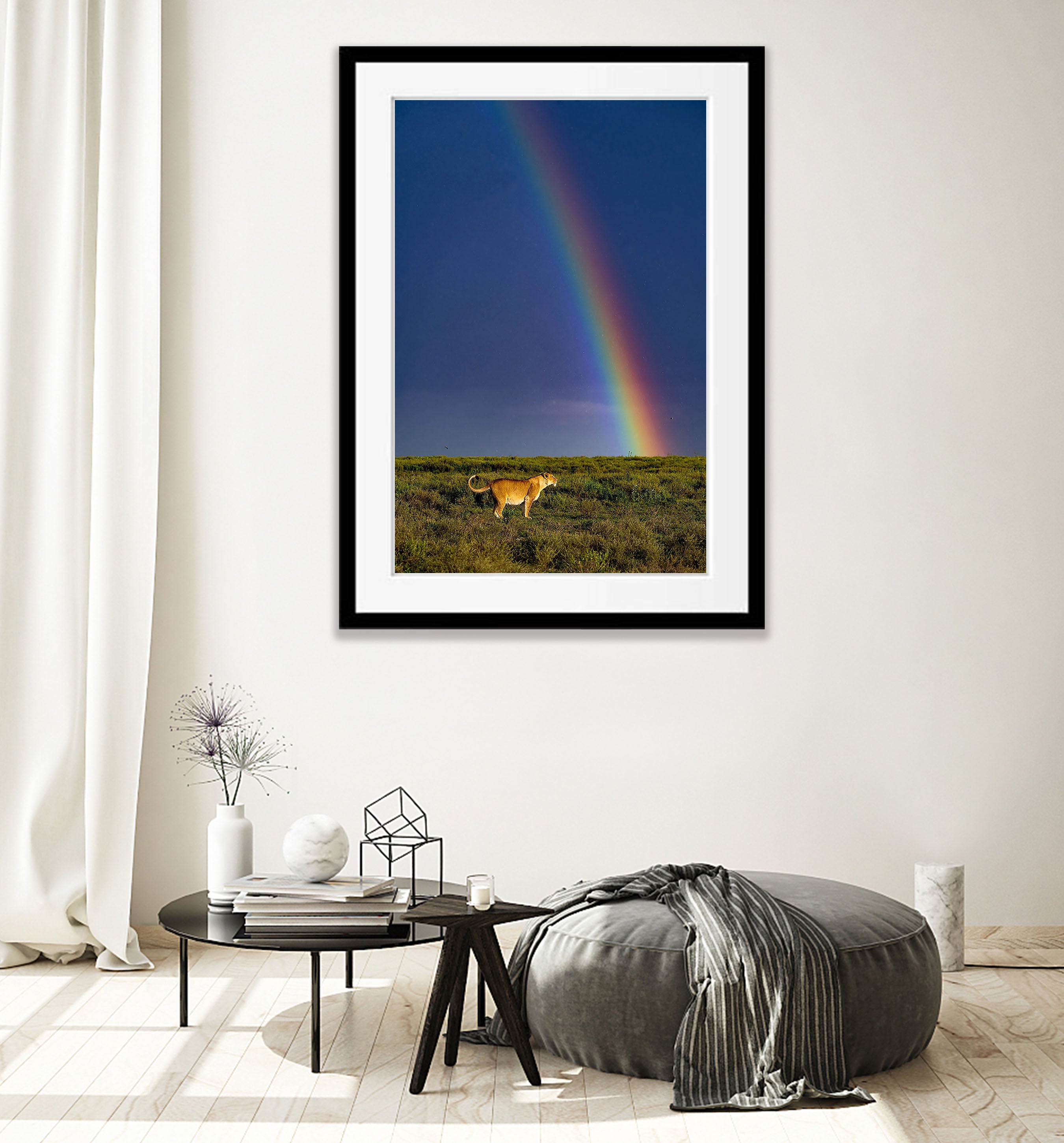 A pregnant lion and rainbow in the Serengeti, Tanzania