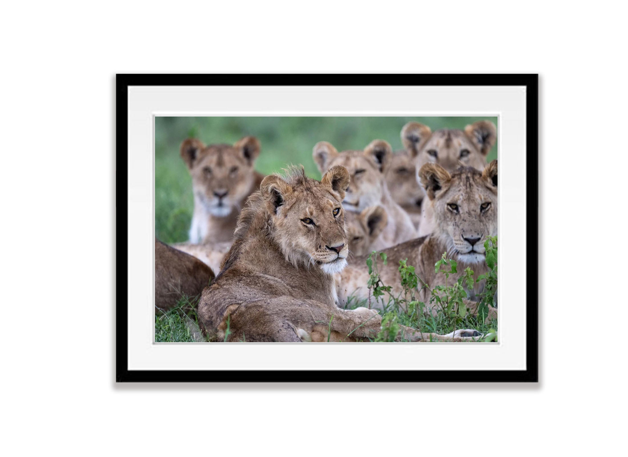 A pride of lions, Serengeti, Tanzania