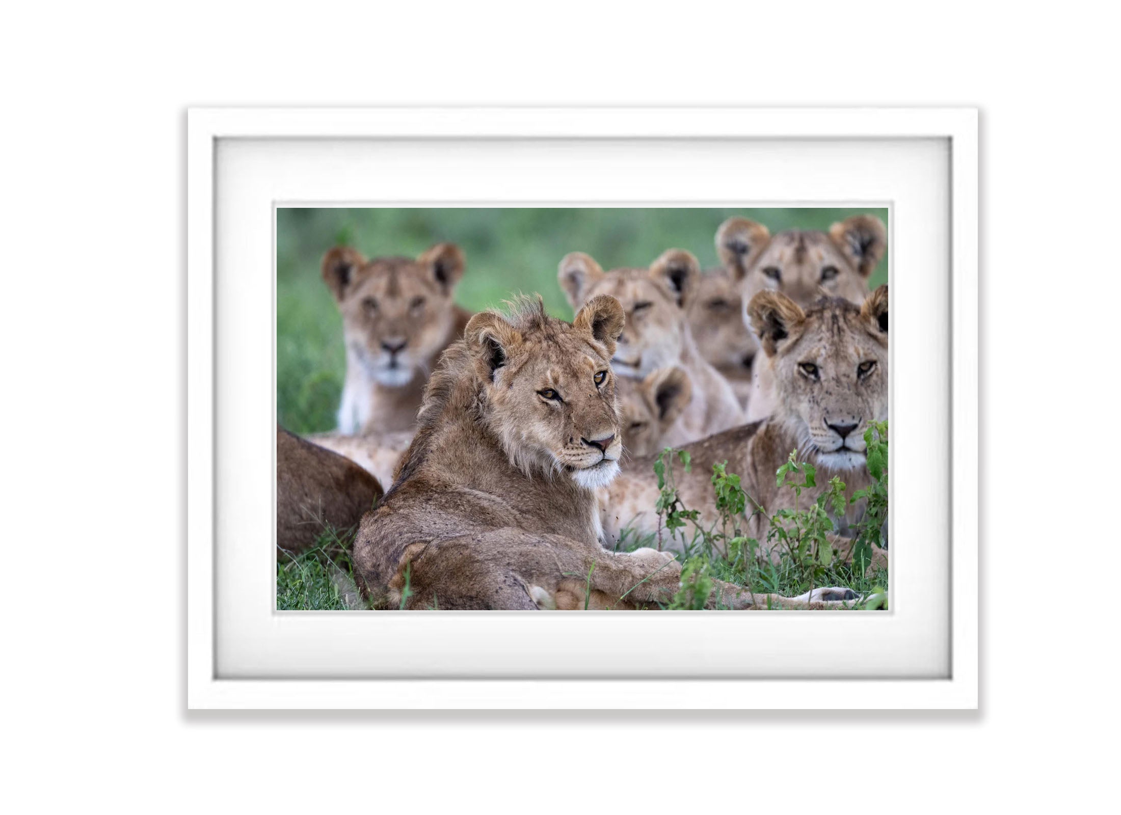 A pride of lions, Serengeti, Tanzania