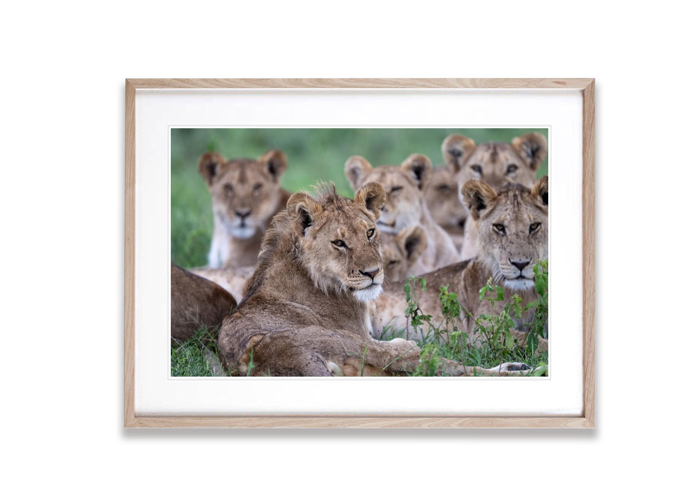 A pride of lions, Serengeti, Tanzania