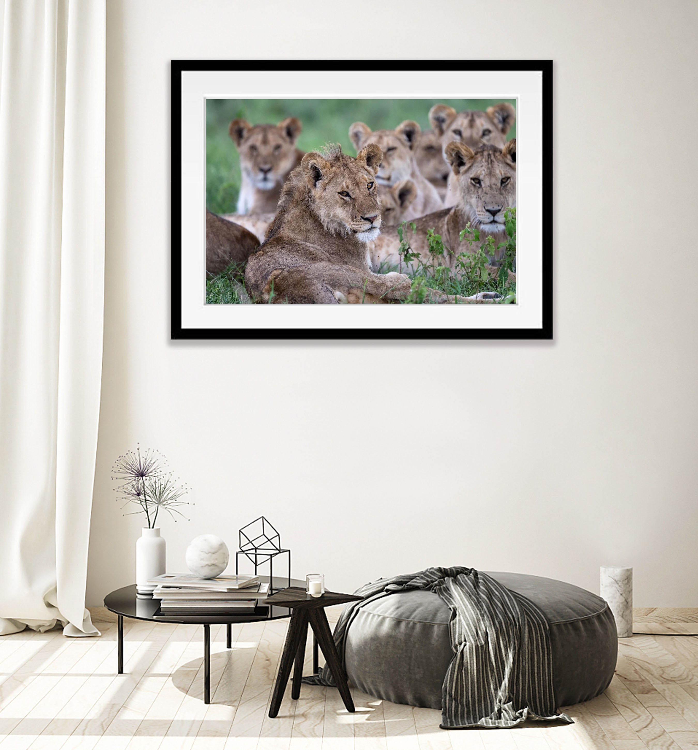 A pride of lions, Serengeti, Tanzania