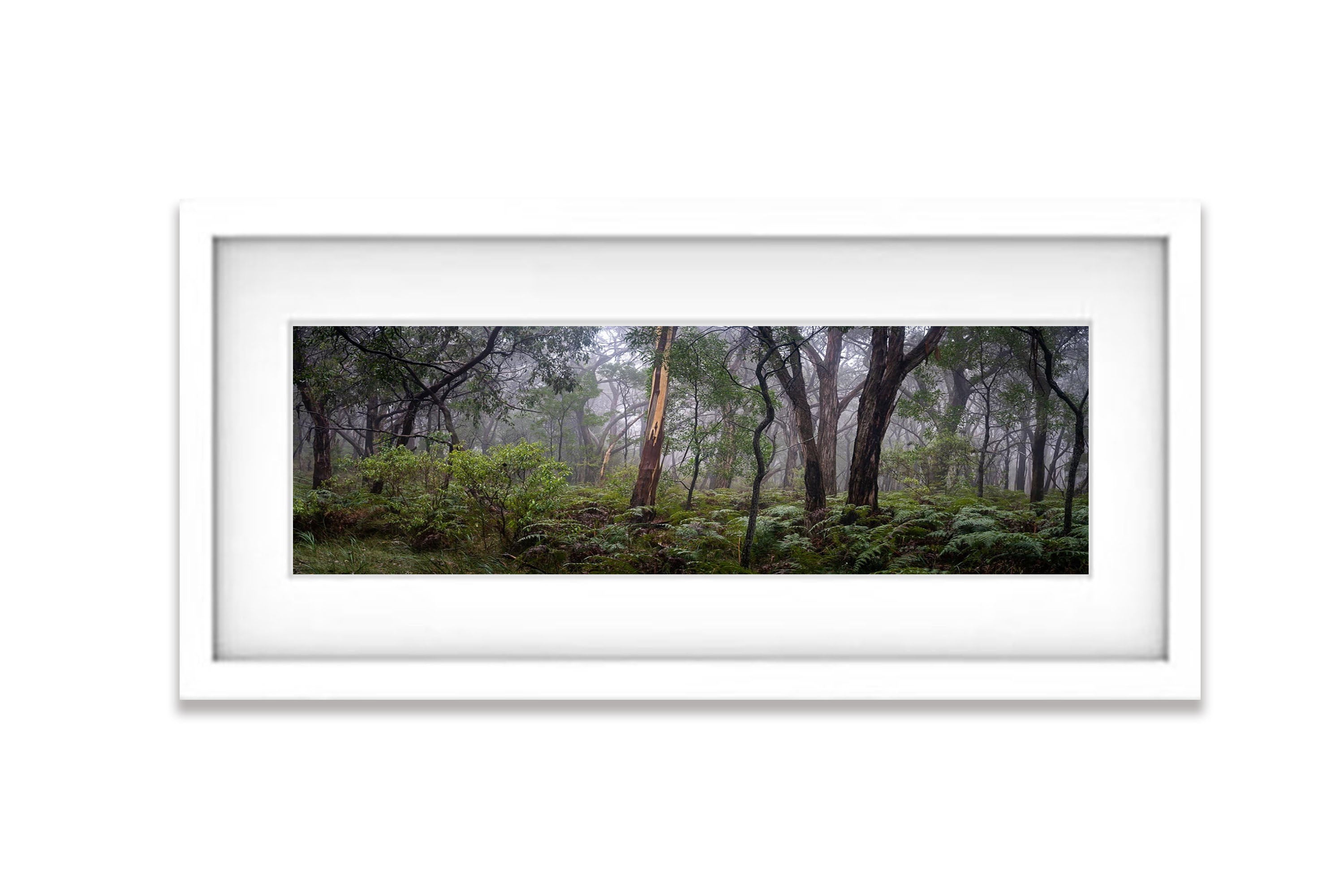 Arthurs Seat Forest - Mornington Peninsula, VIC