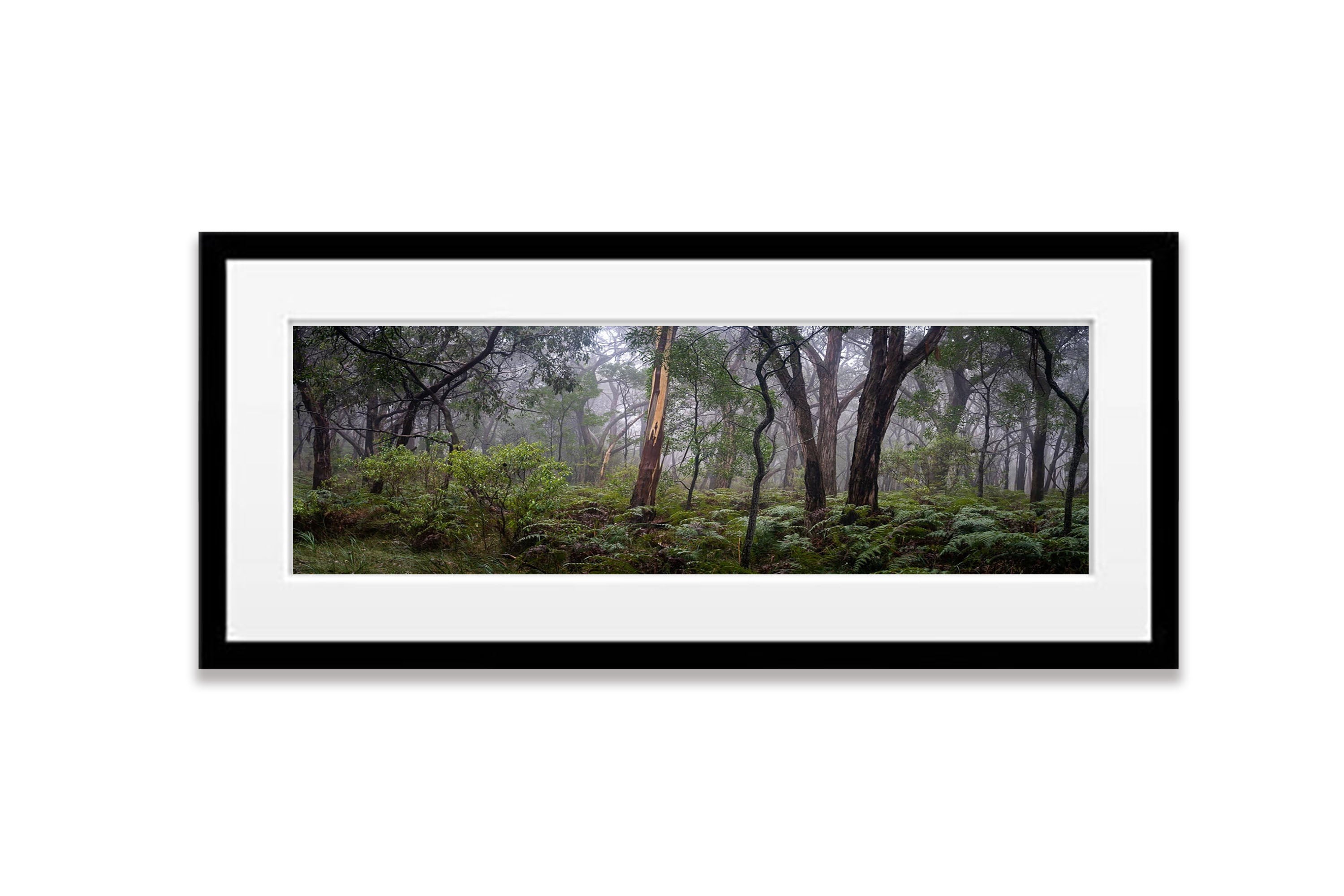 Arthurs Seat Forest - Mornington Peninsula, VIC