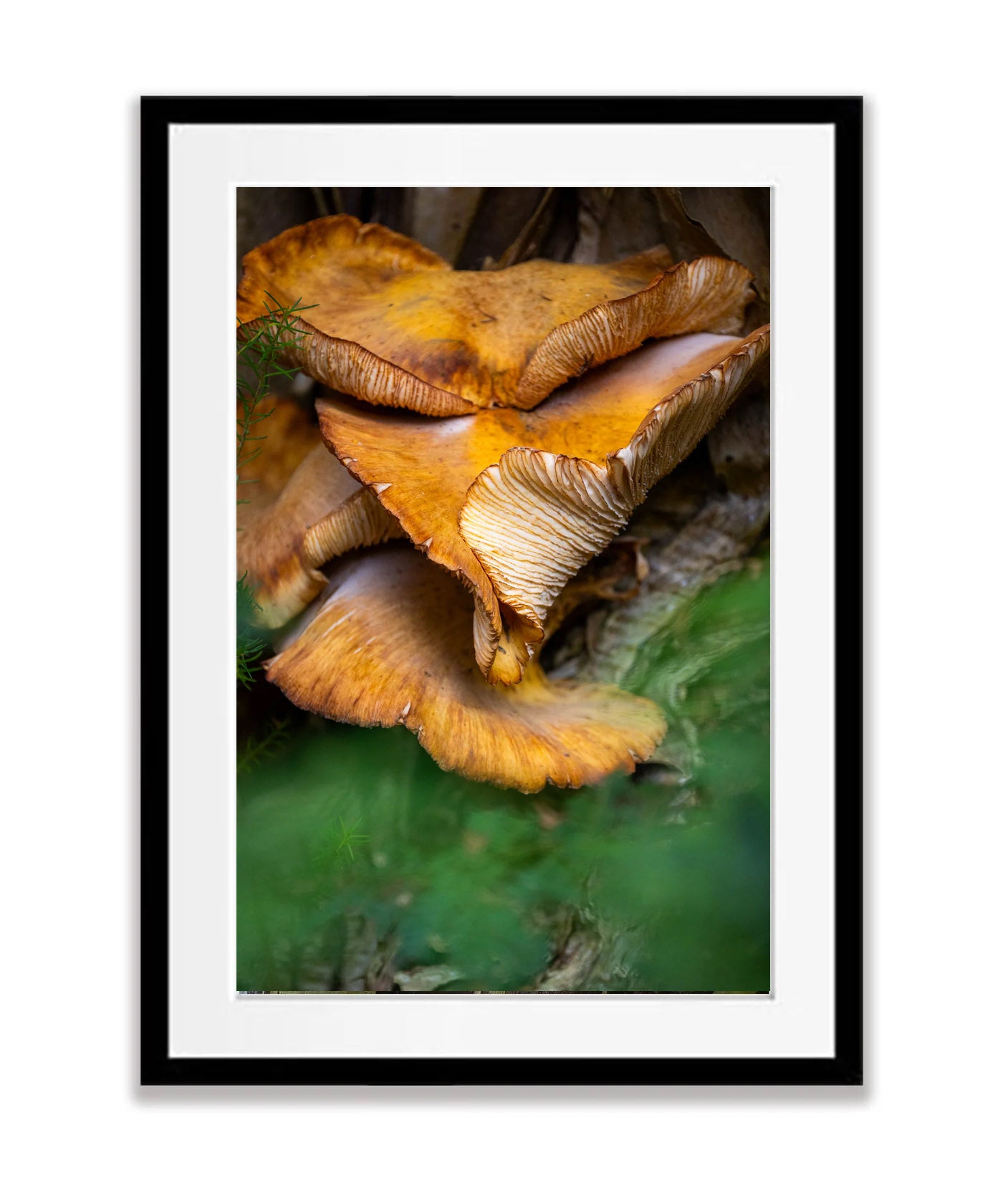Fungi, Flinders Island, Tasmania