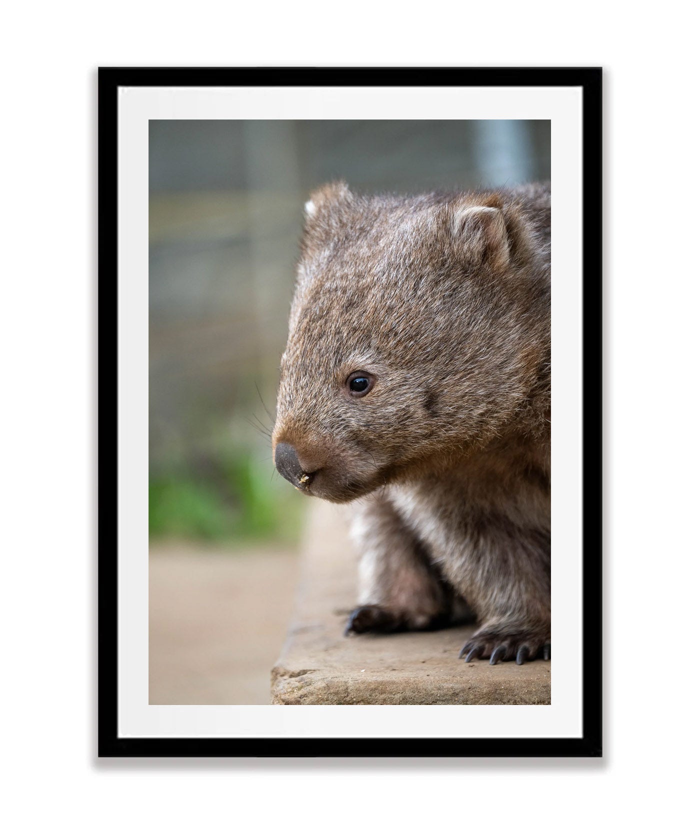 Wombat, Flinders Island, Tasmania