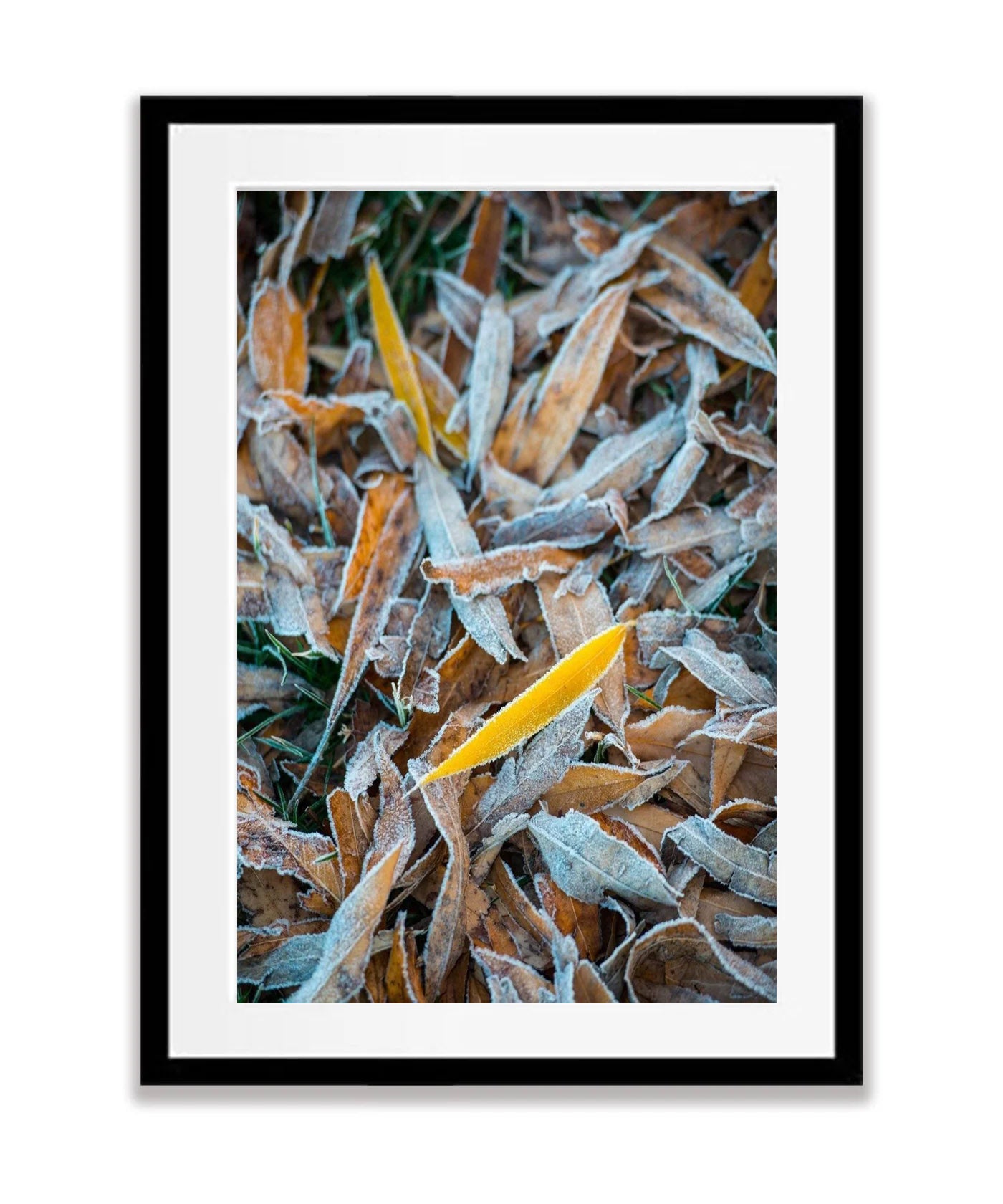 Frozen leaves - Lake Burley Griffin ACT