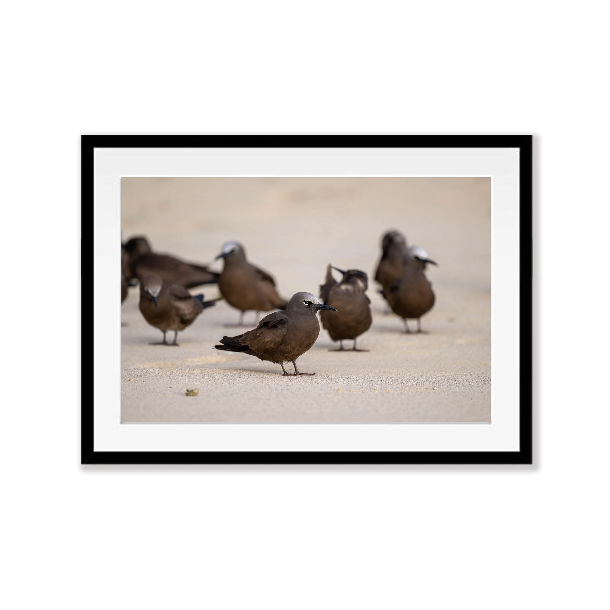 Brown Noddy, Lord Howe Island