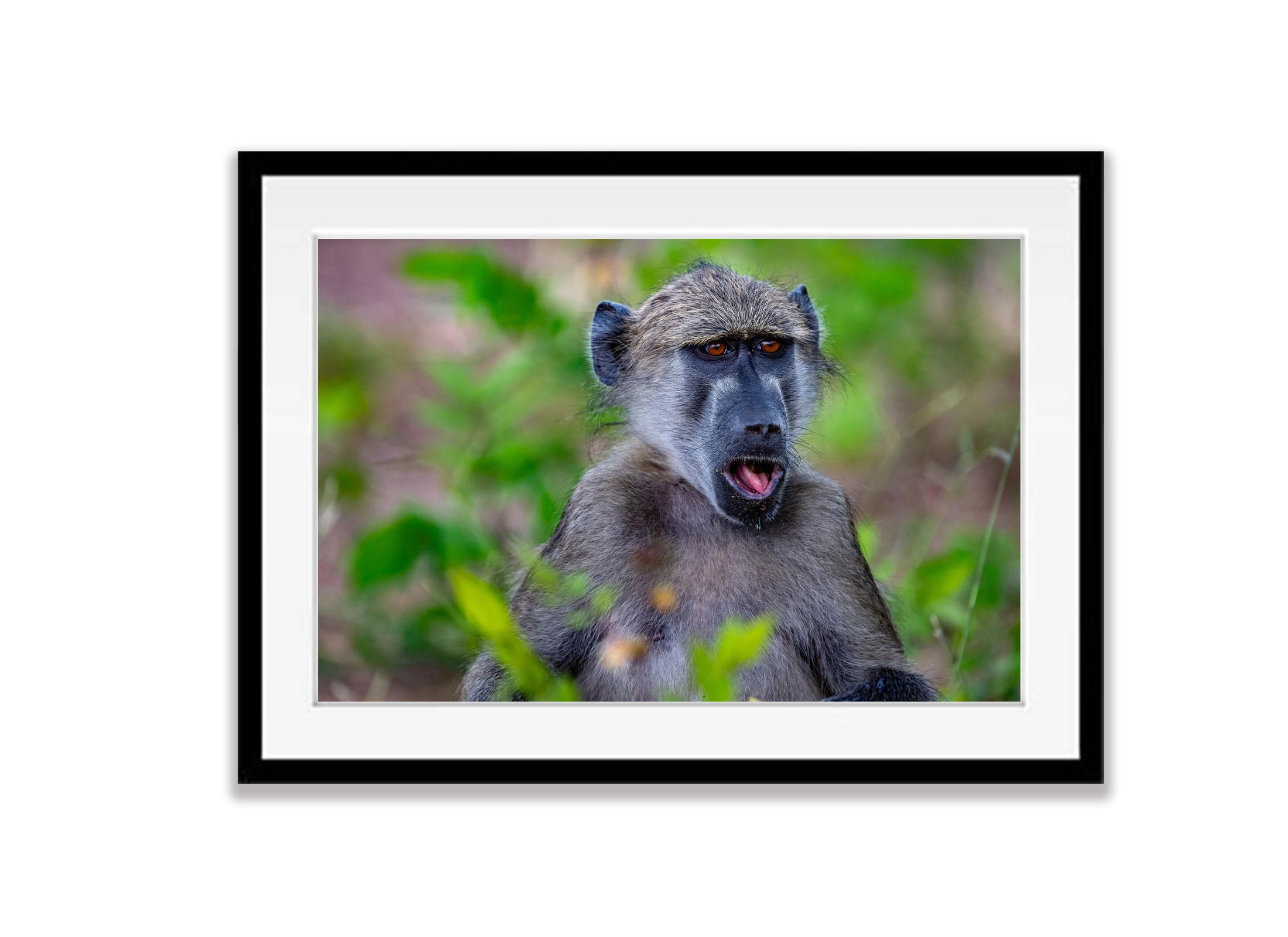 Baboon portrait, Chobe River, Botswana