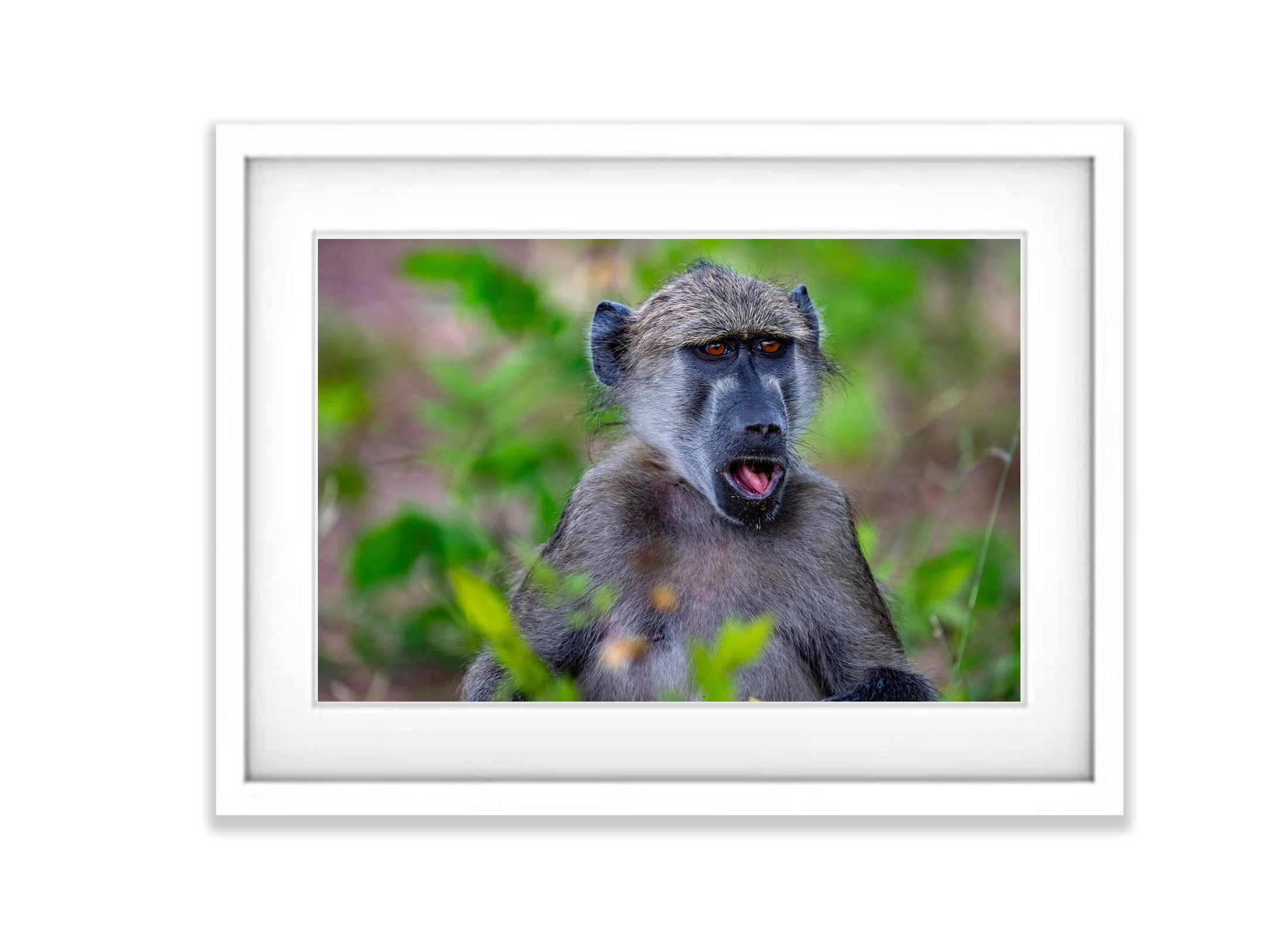 Baboon portrait, Chobe River, Botswana
