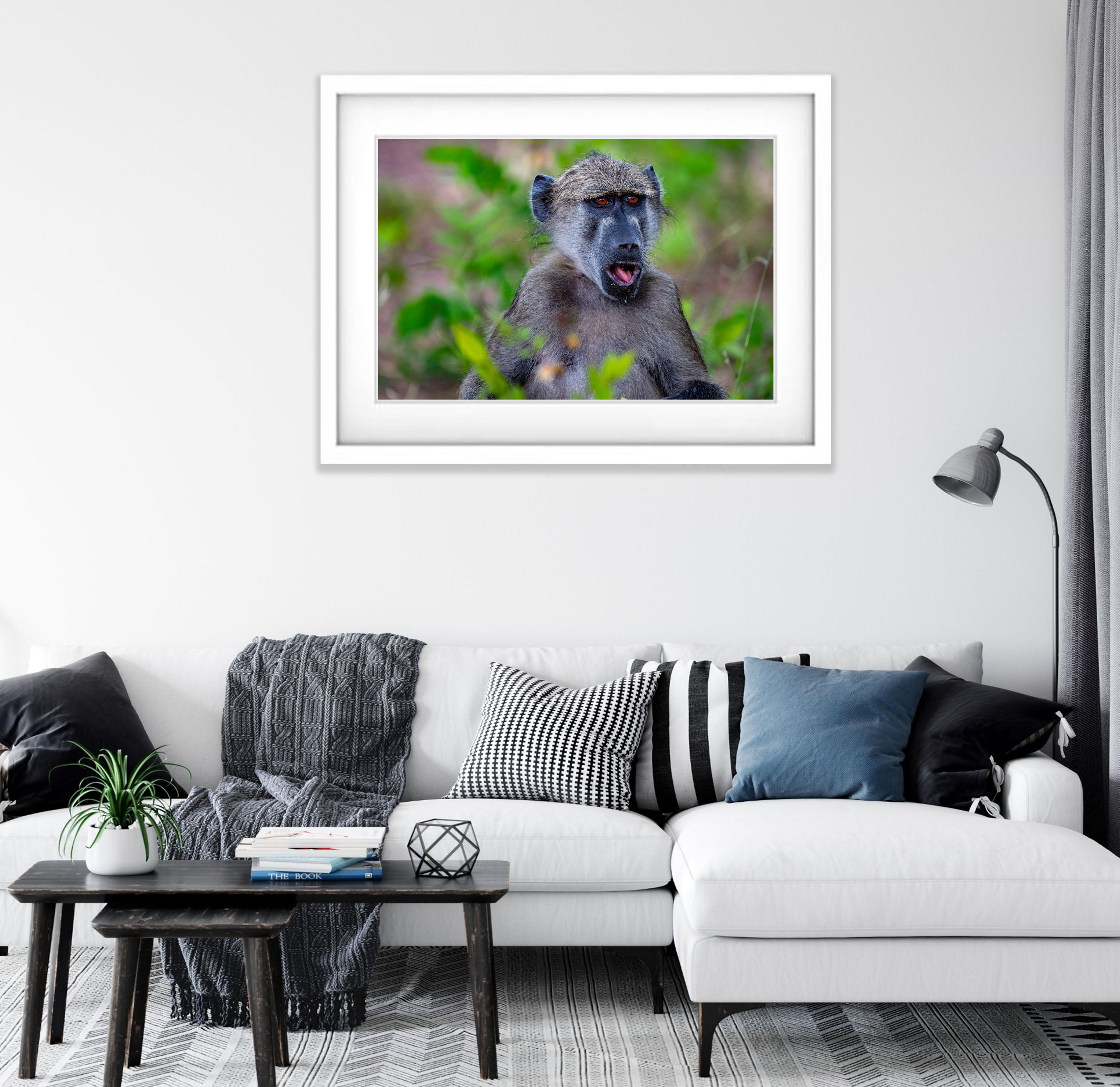 Baboon portrait, Chobe River, Botswana