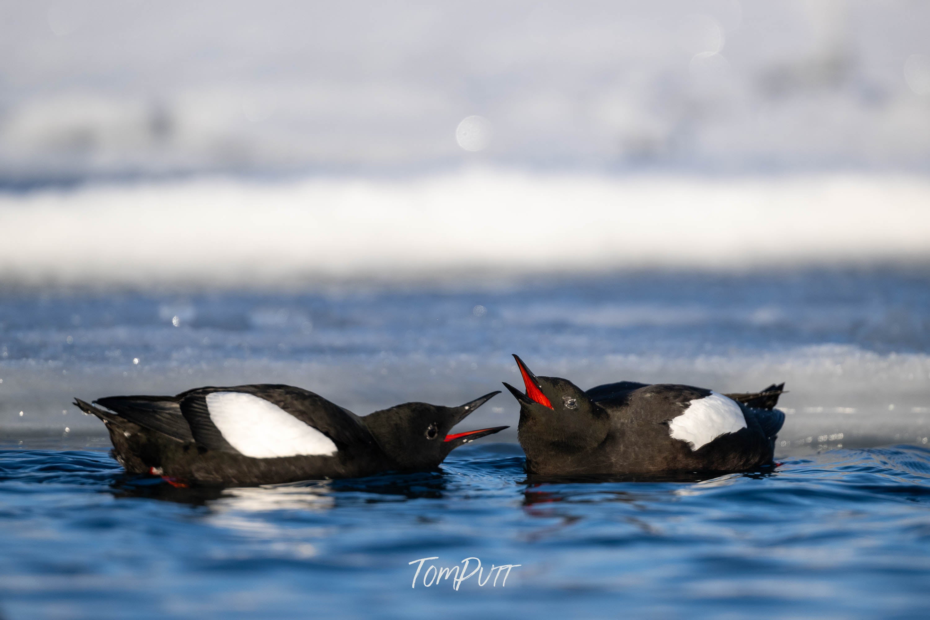 Black Guillemot Courtship, Svalbard
