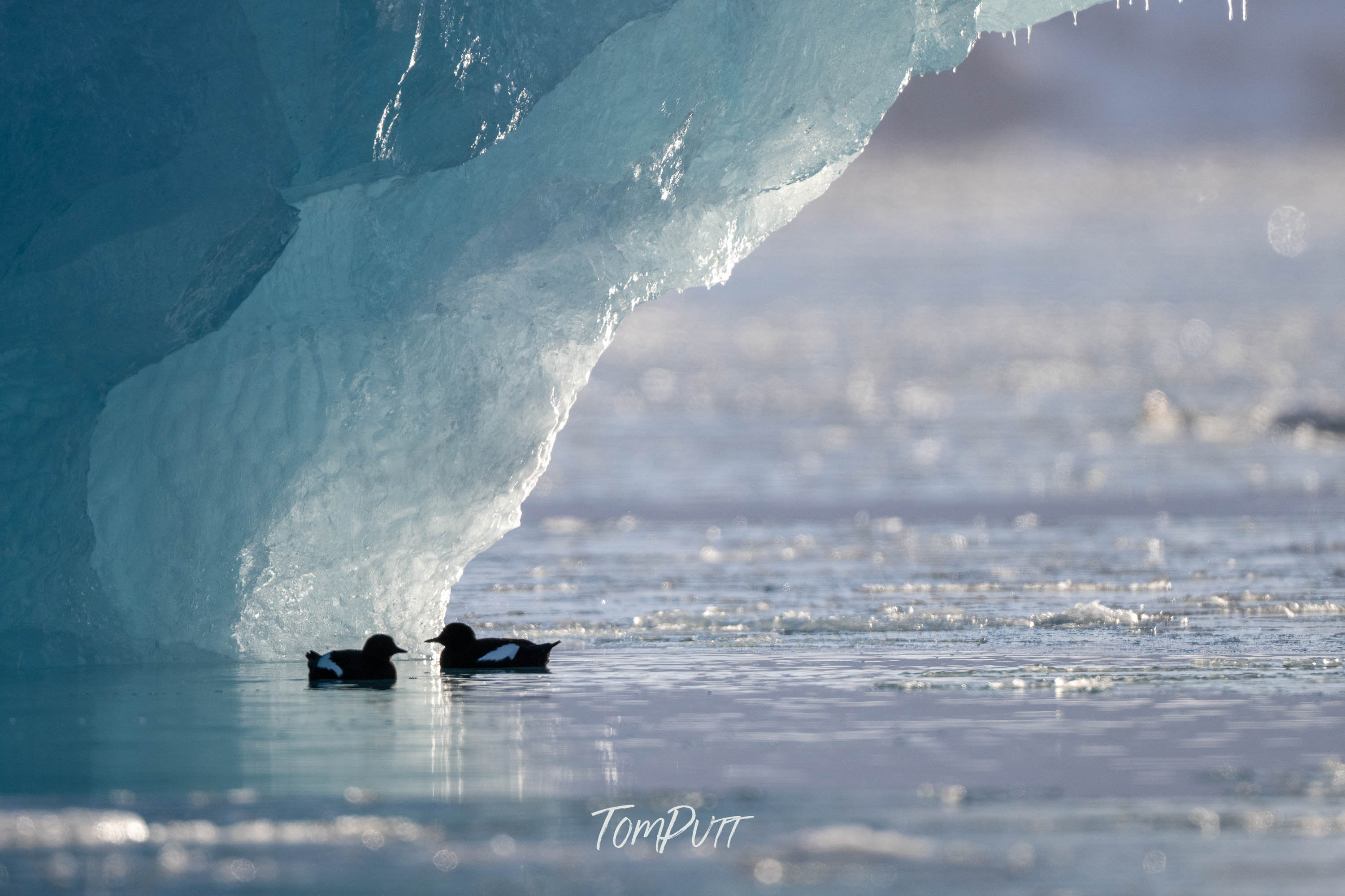 Black Guillemot Pair, Svalbard