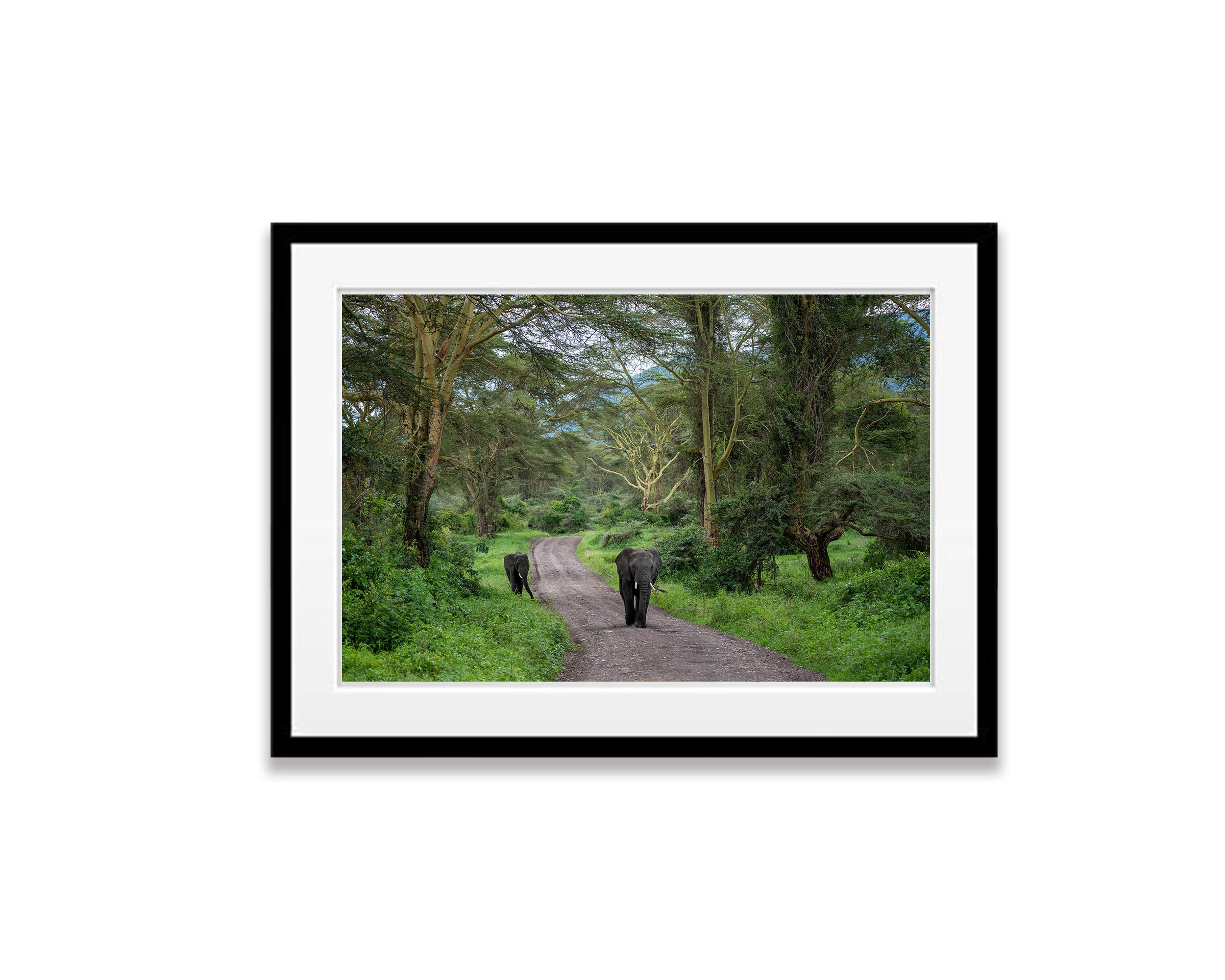 Elephants Approaching, Ngorongoro Crater, Tanzania