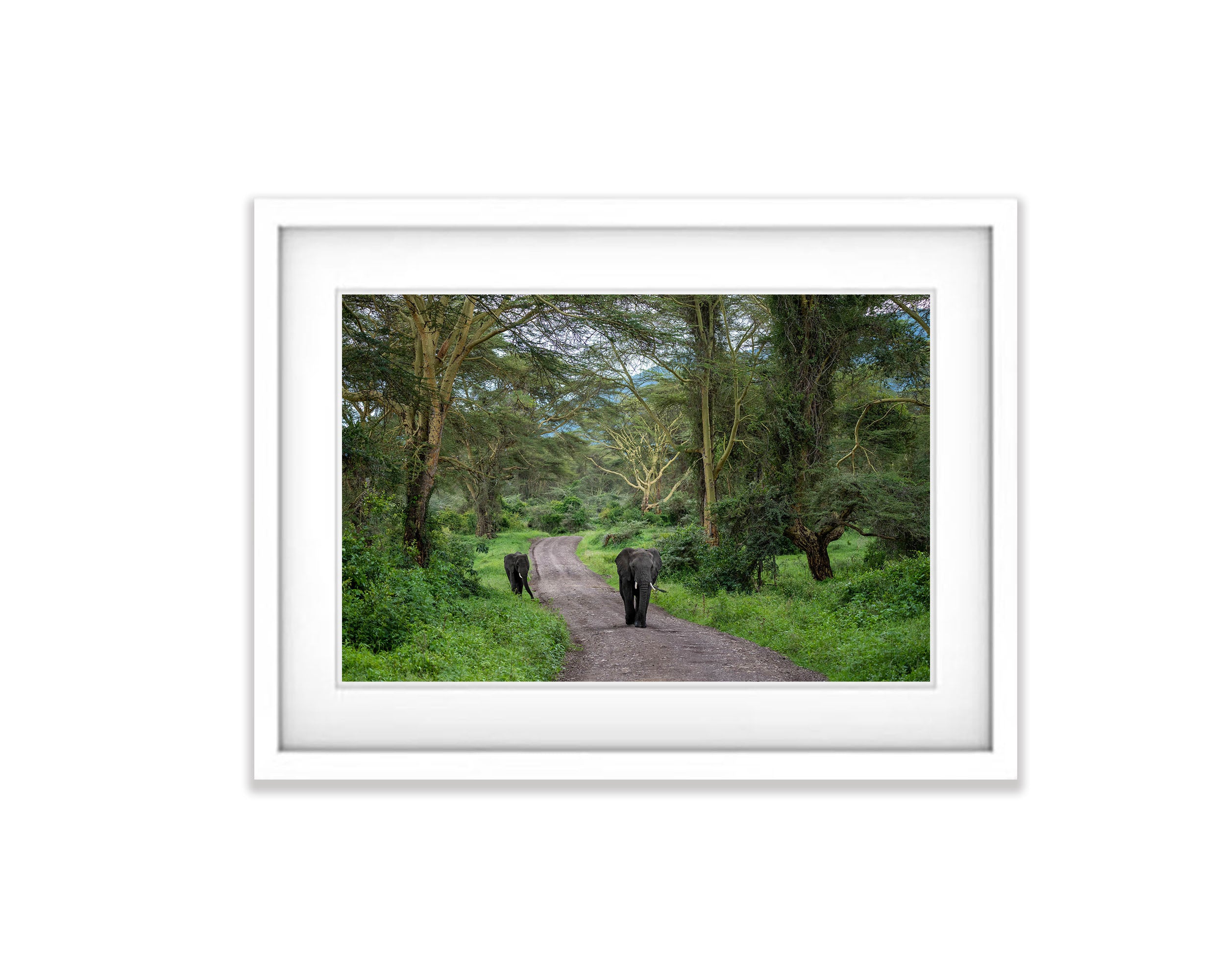 Elephants Approaching, Ngorongoro Crater, Tanzania