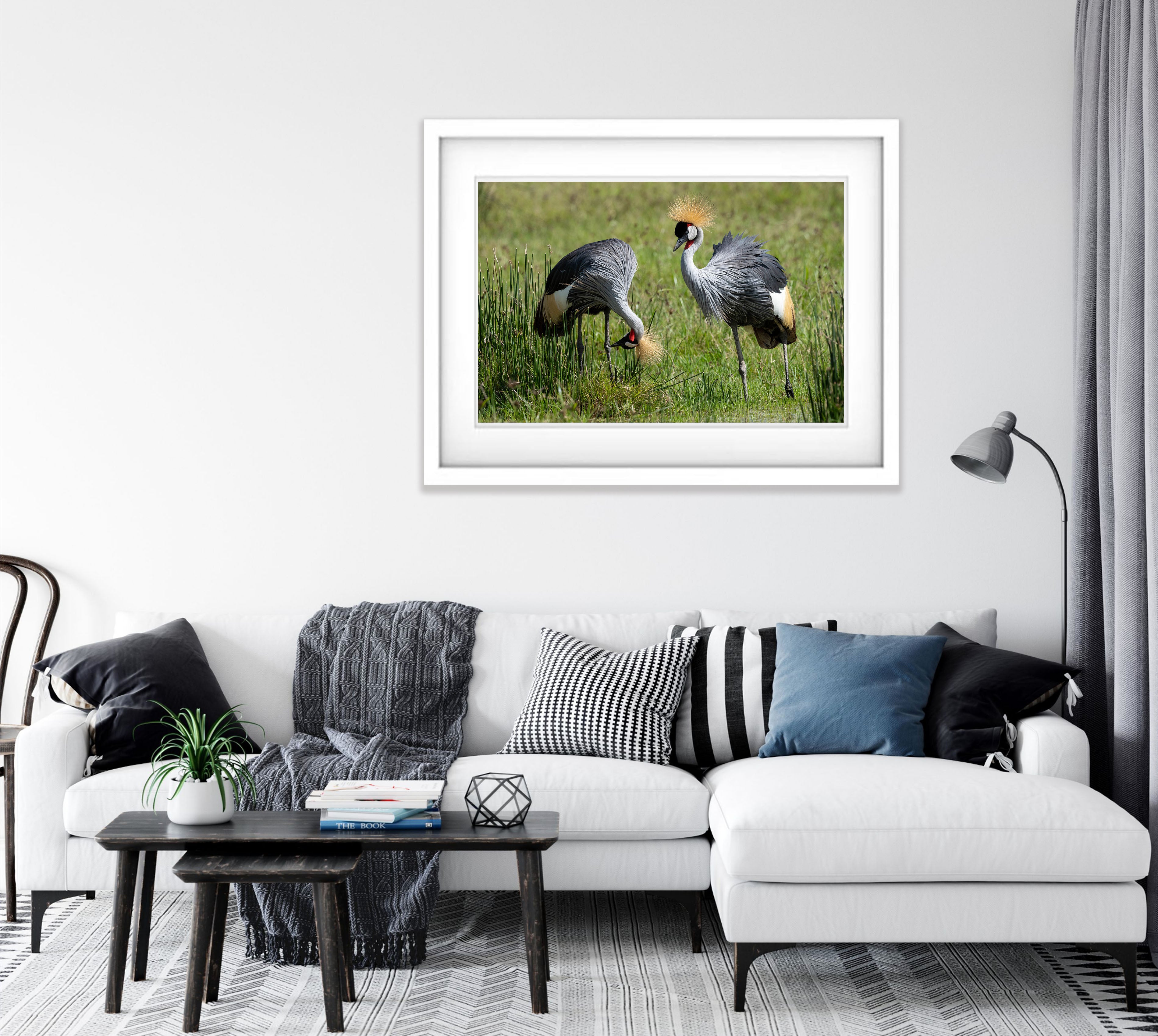 Crowned Crane, Tanzania