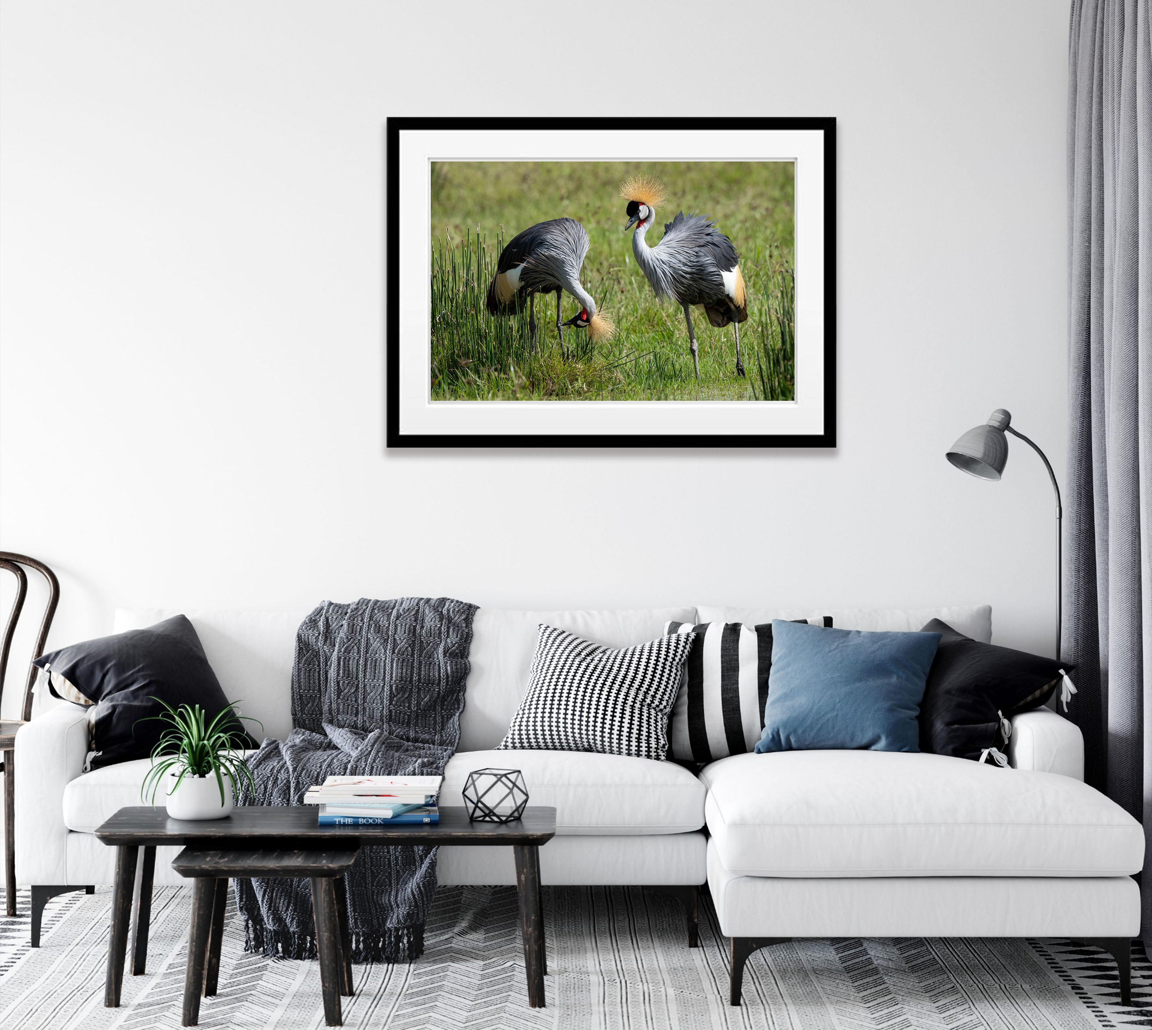 Crowned Crane, Tanzania