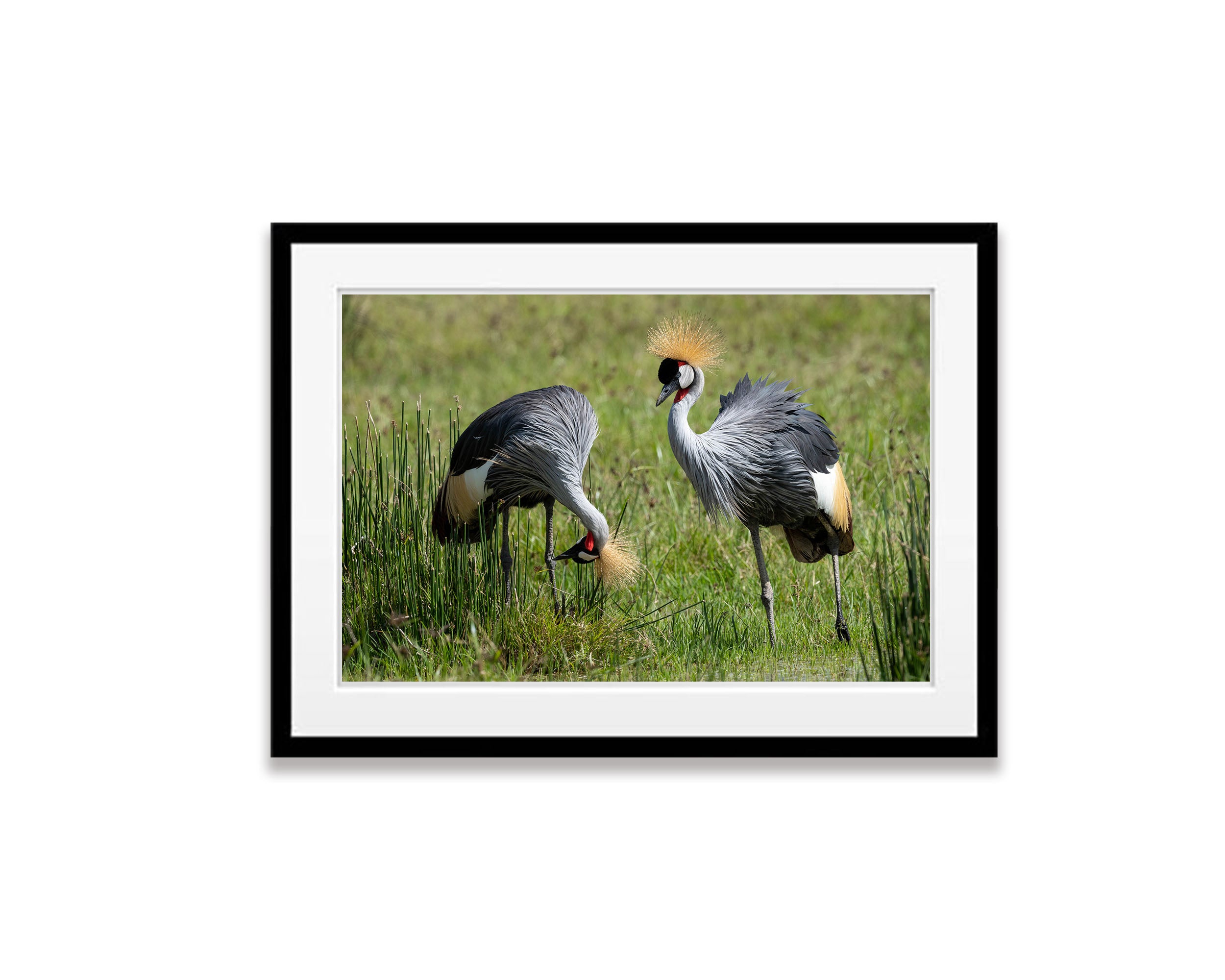 Crowned Crane, Tanzania