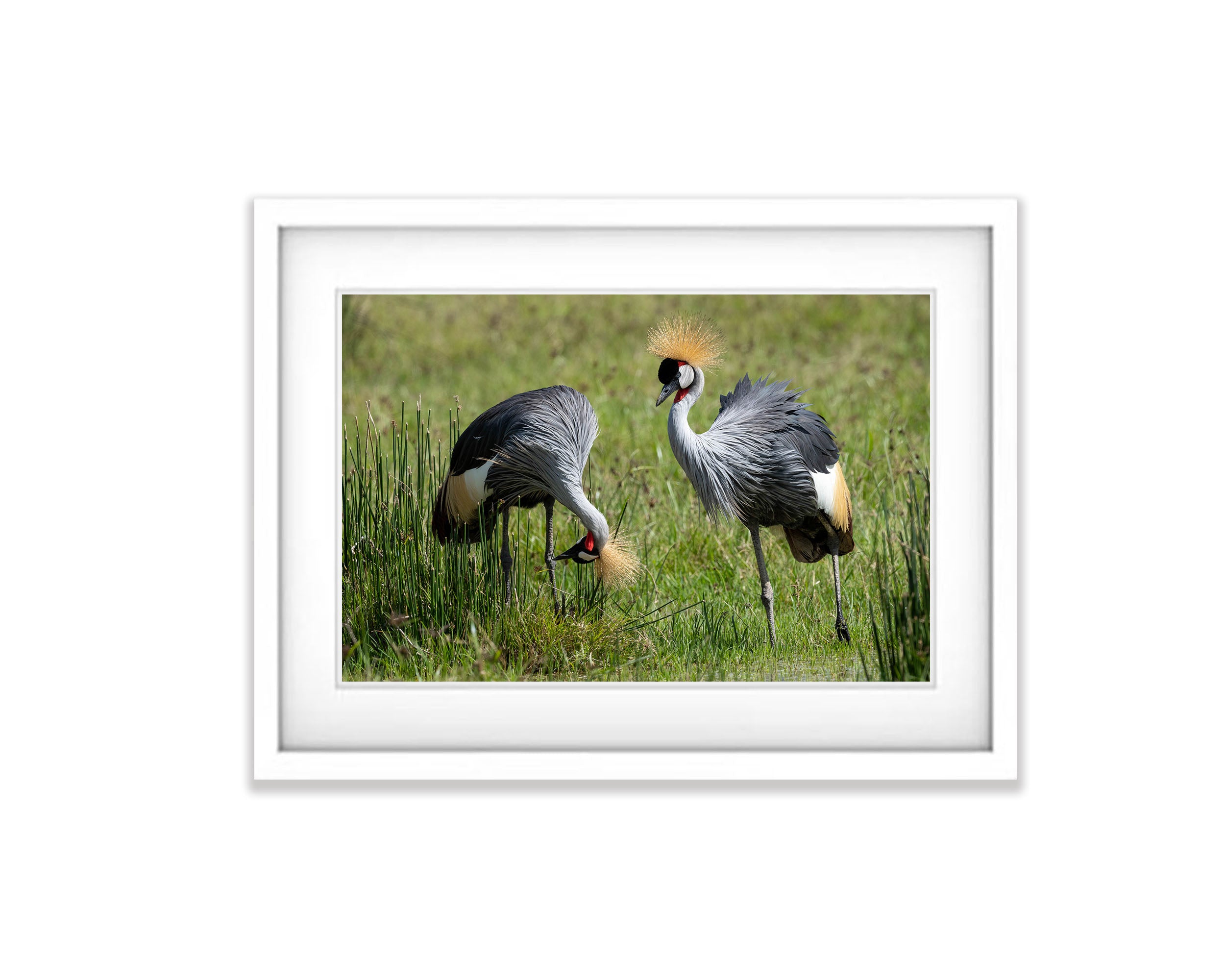 Crowned Crane, Tanzania