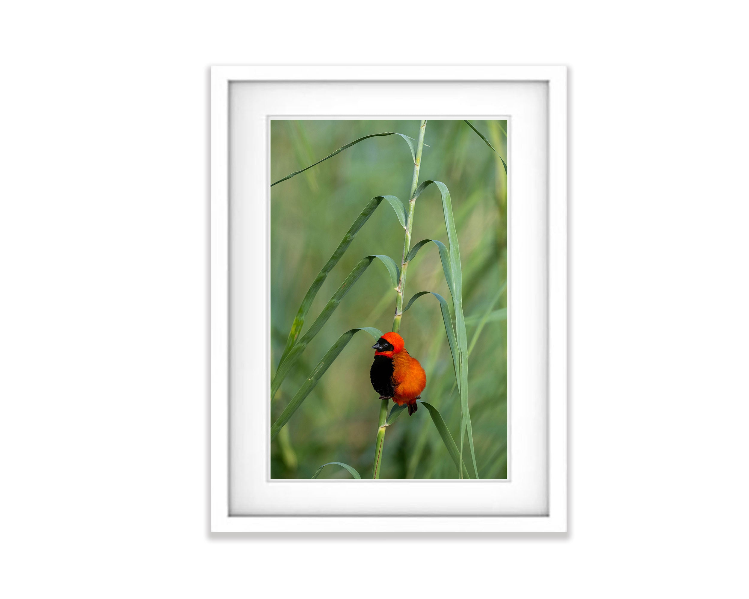 Southern Red Bishop, Okavango Delta, Botswana