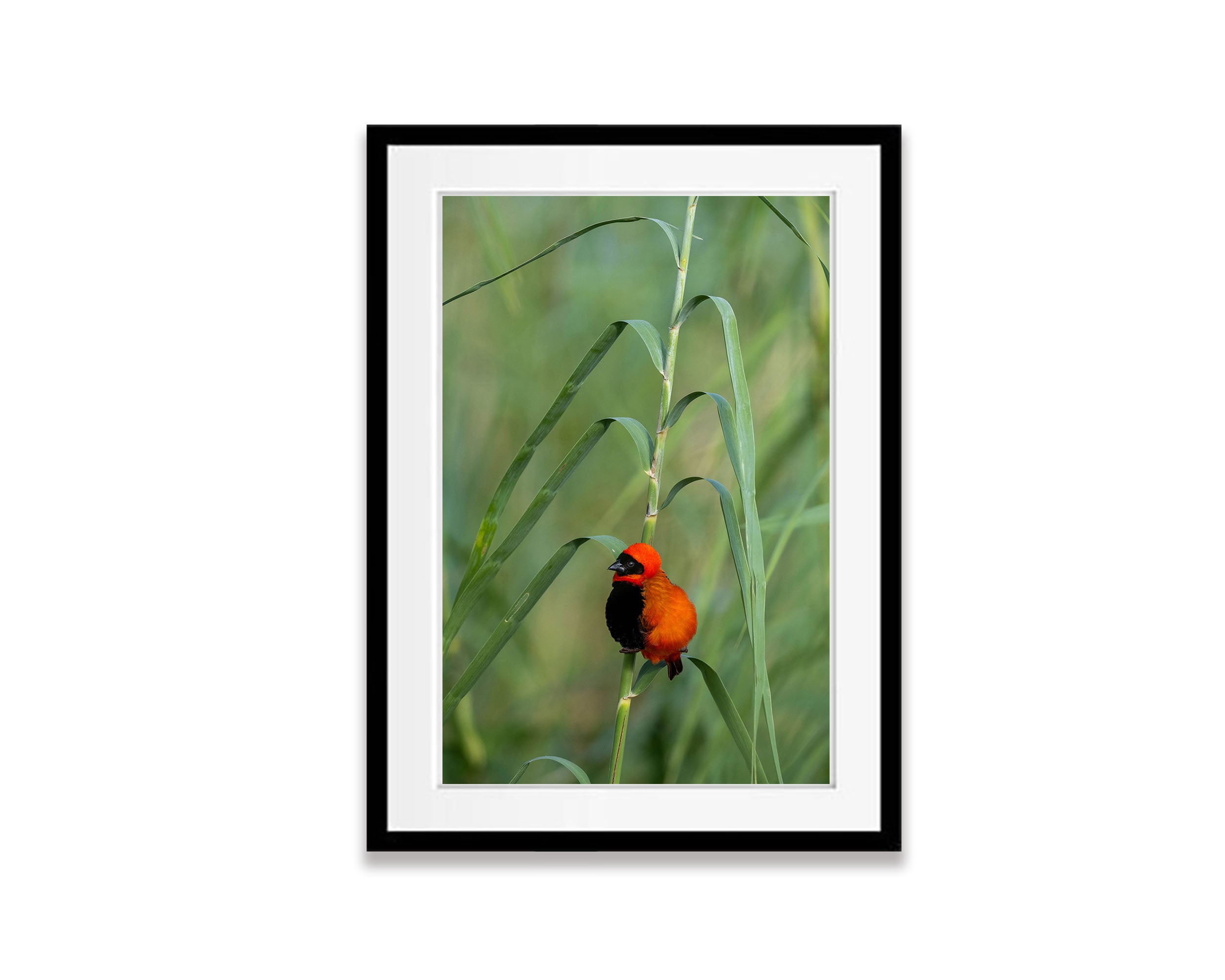 Southern Red Bishop, Okavango Delta, Botswana