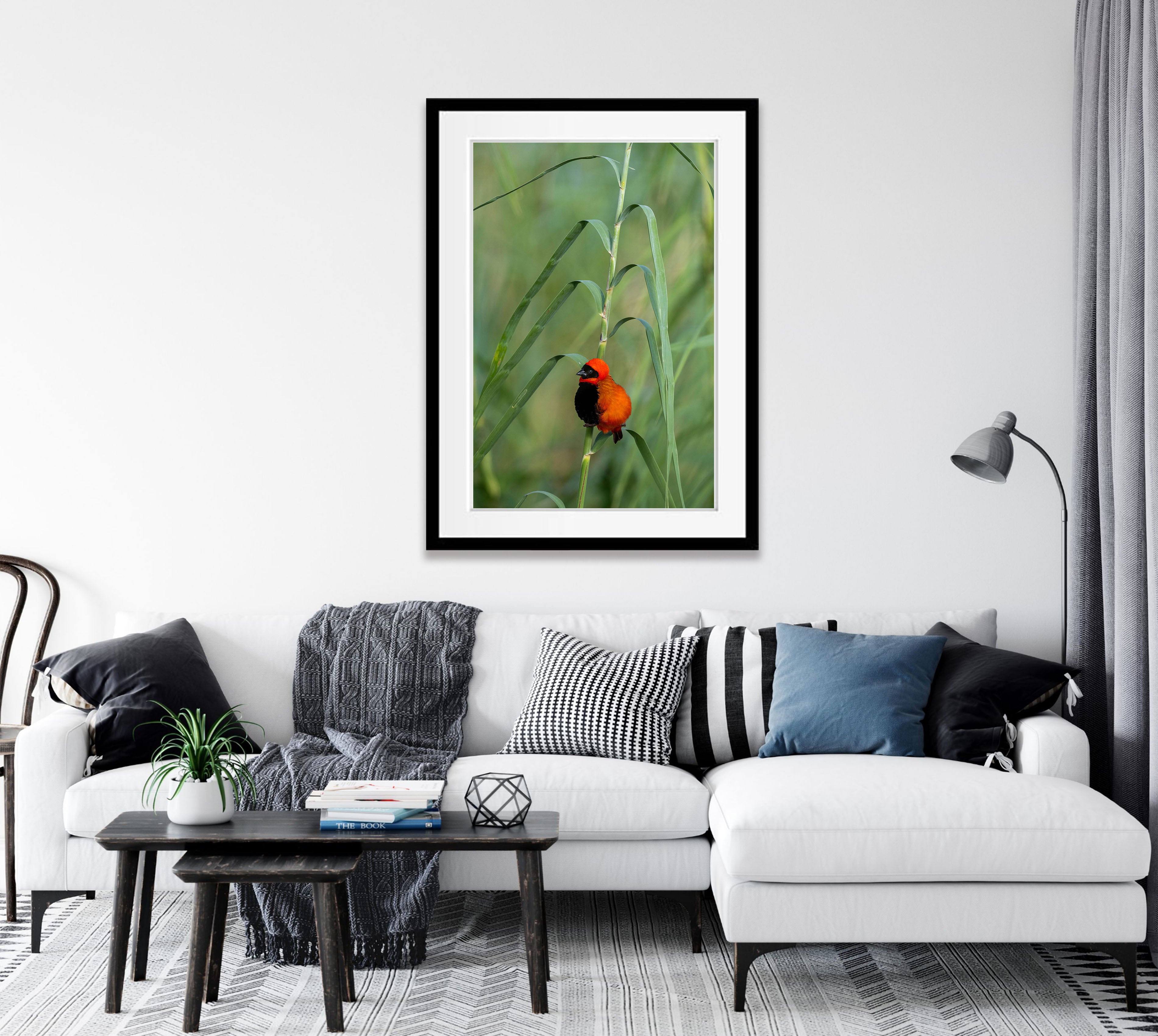 Southern Red Bishop, Okavango Delta, Botswana