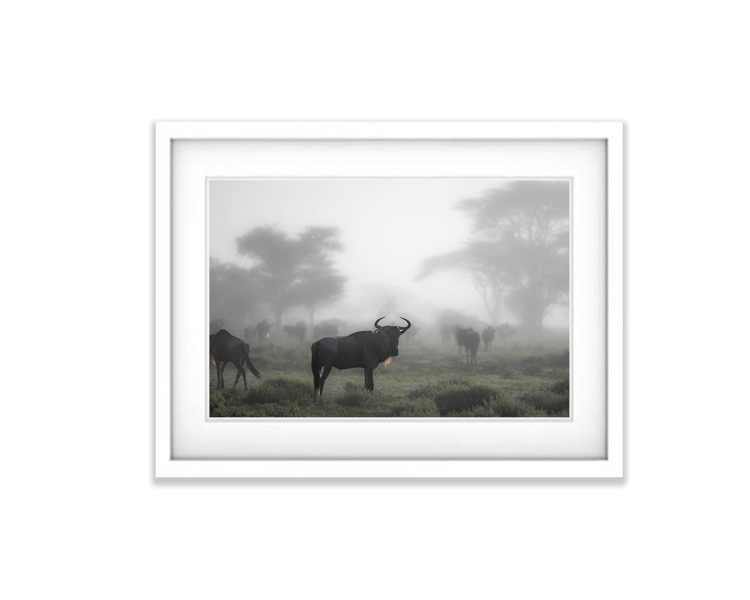 Wildebeest in the mist, Tanzania