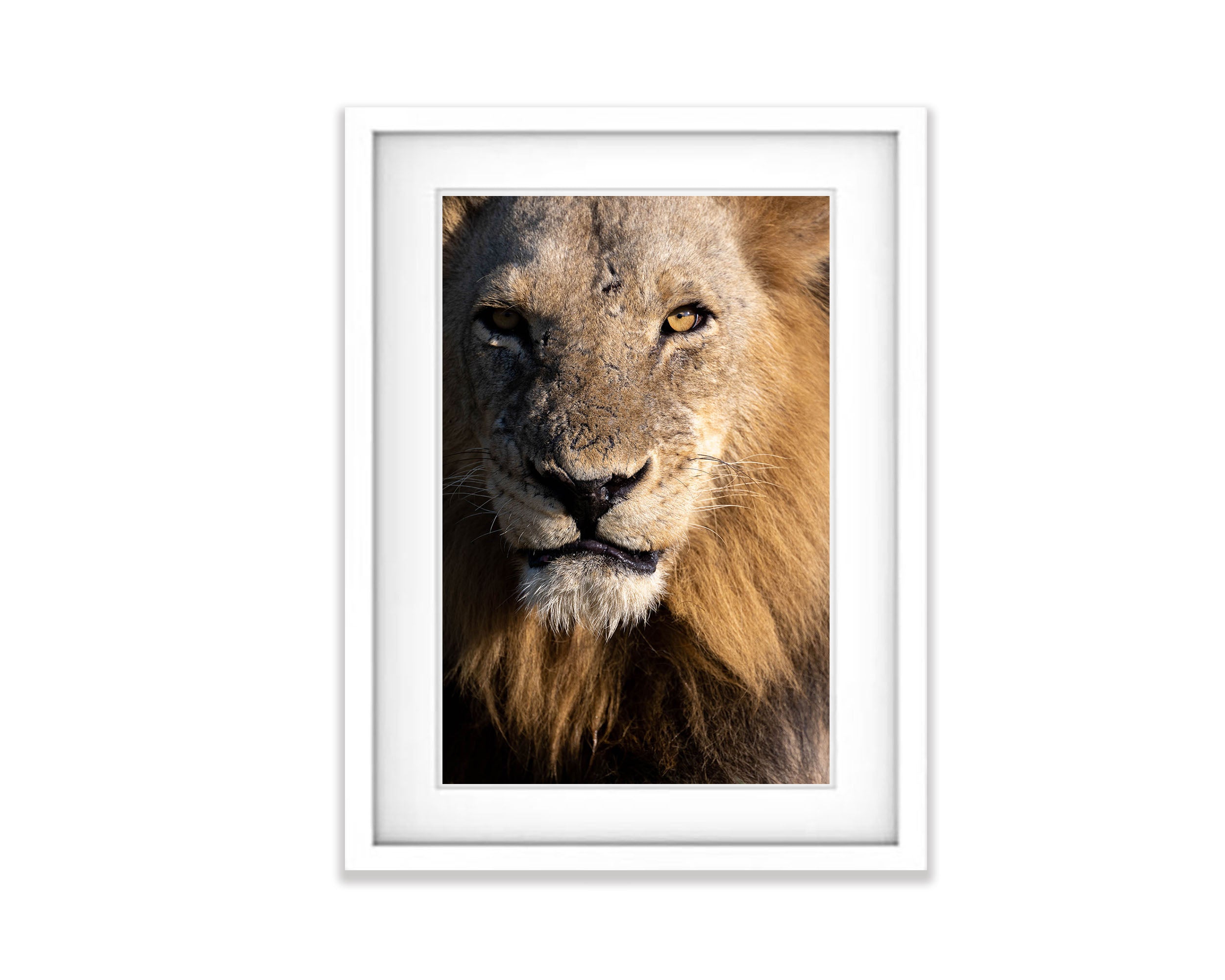 The Lion