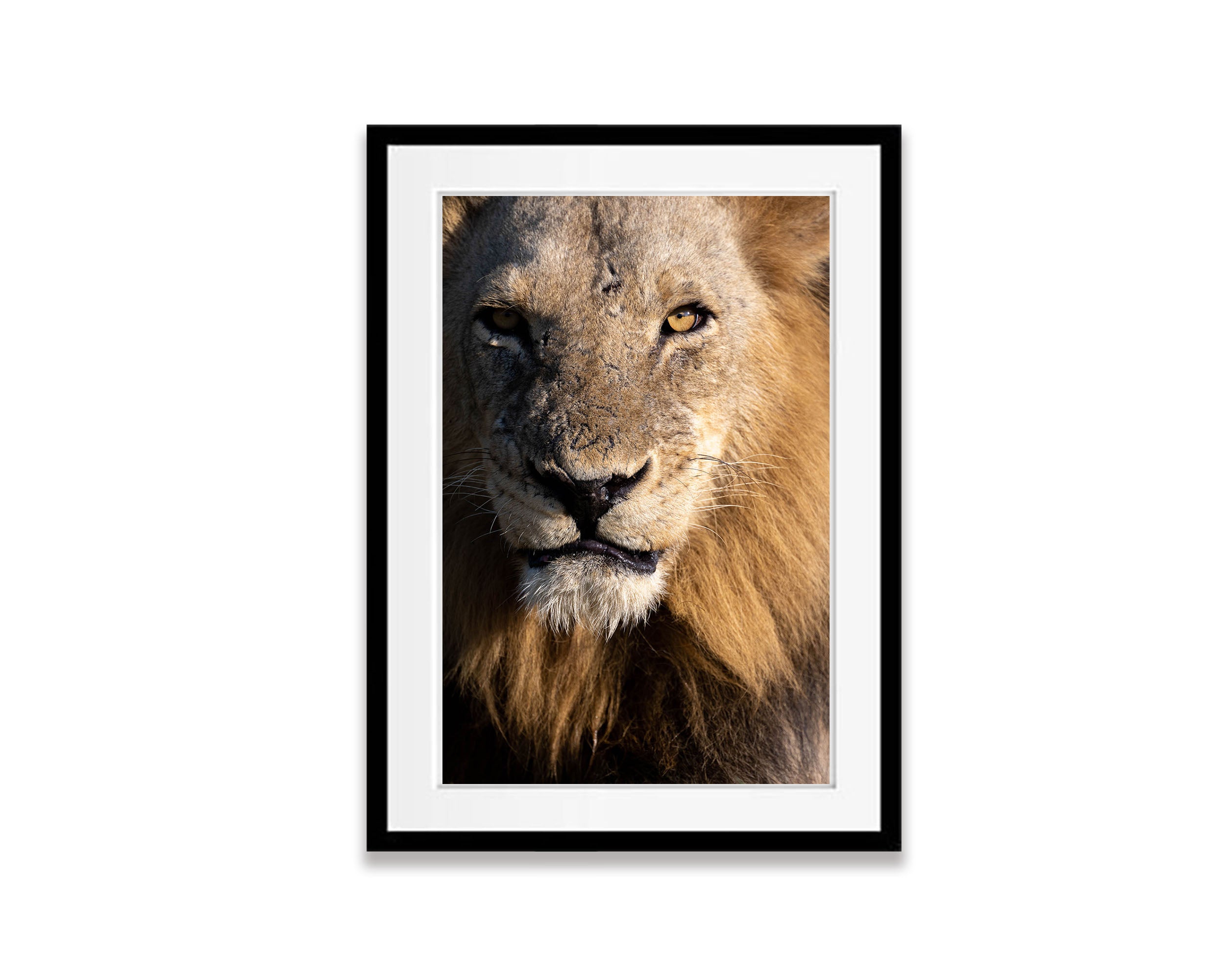 The Lion
