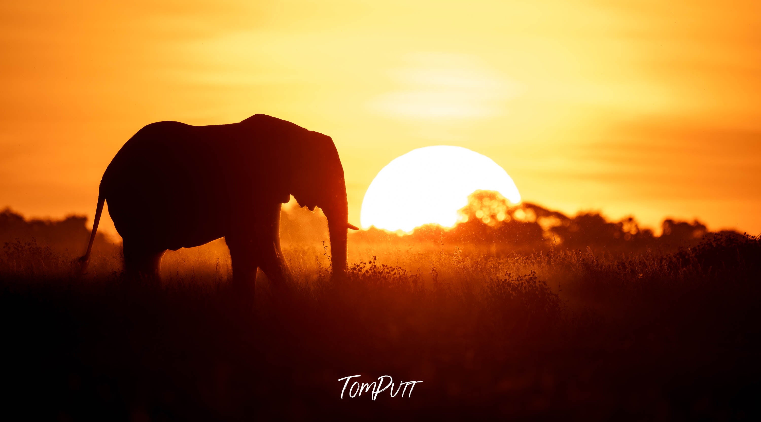 Savanna Sunset and Silhouette