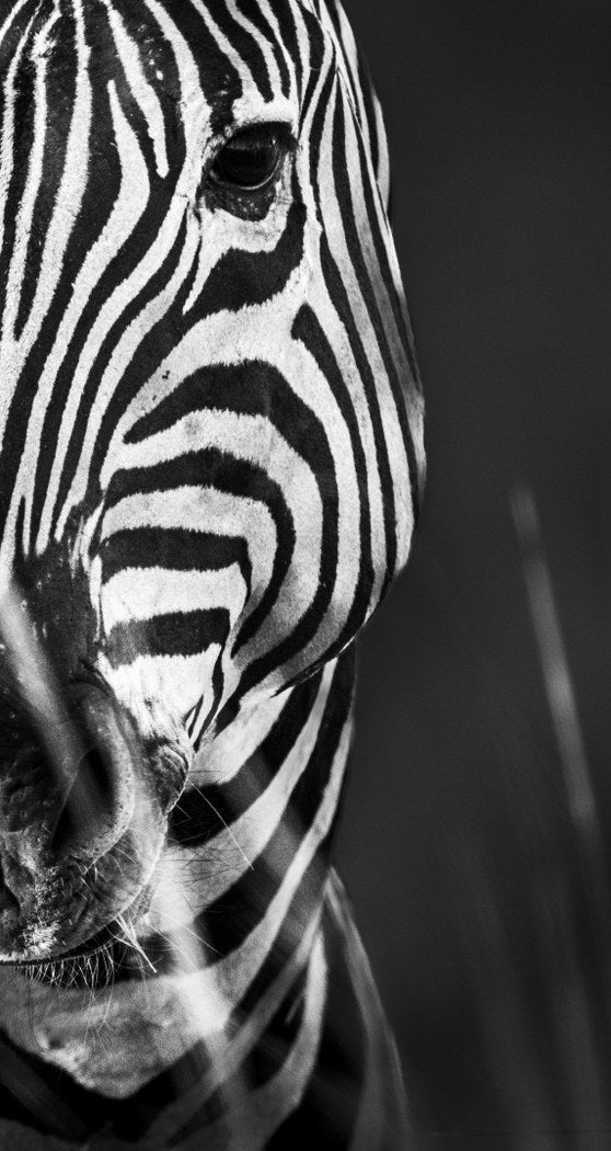 Zebra Close-Up