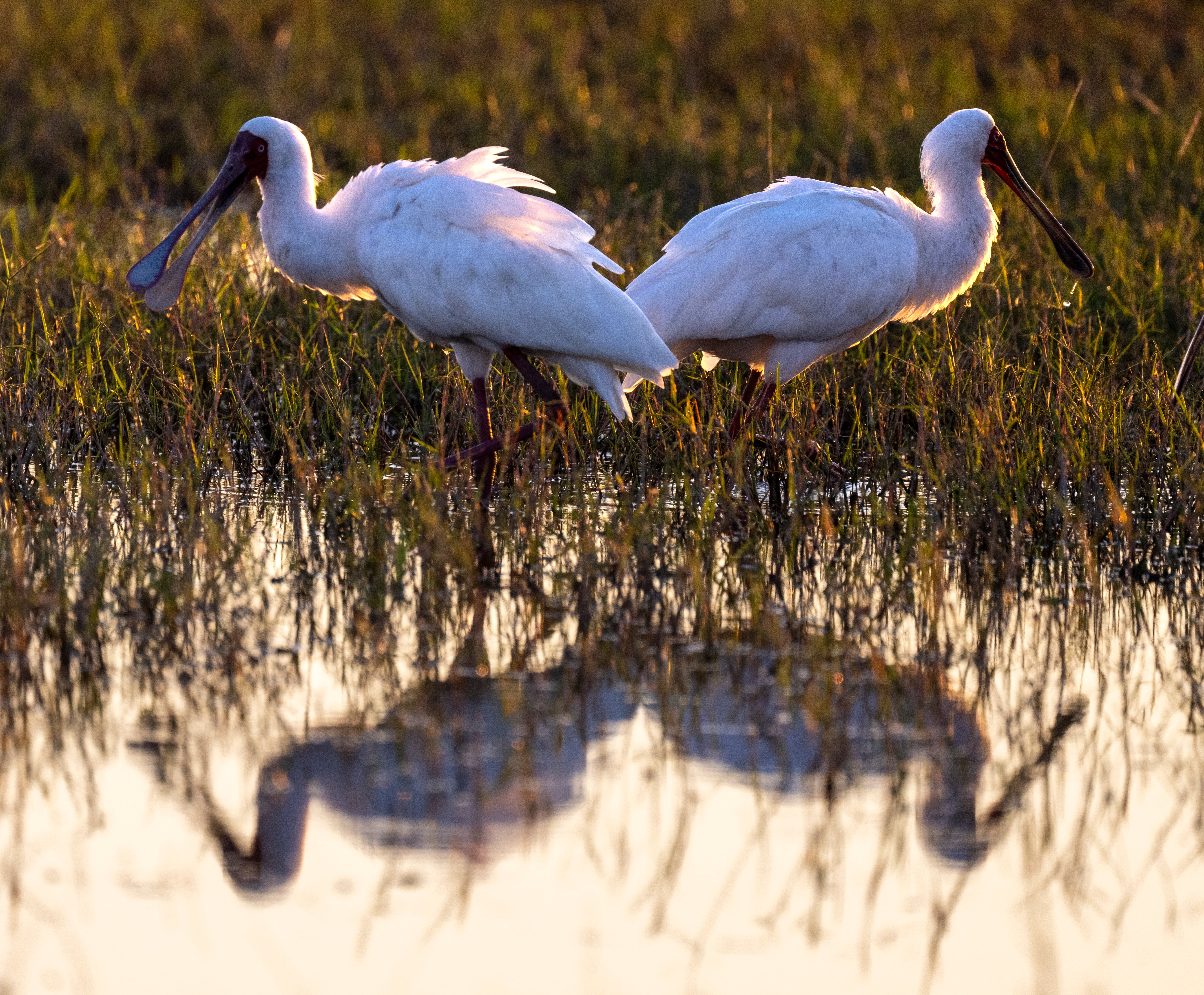 Spoonbill Wading