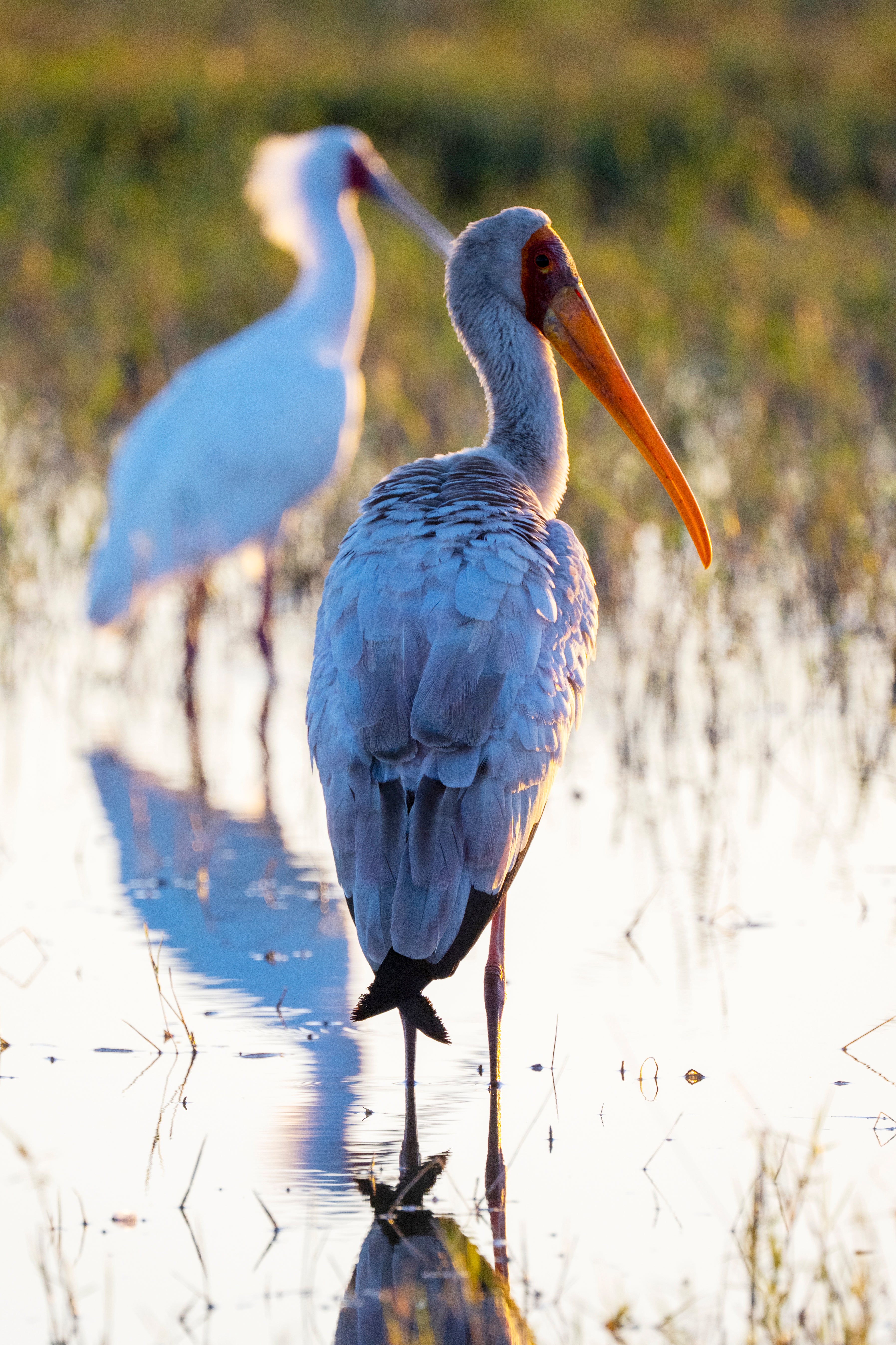 Yellow-Billed Stork