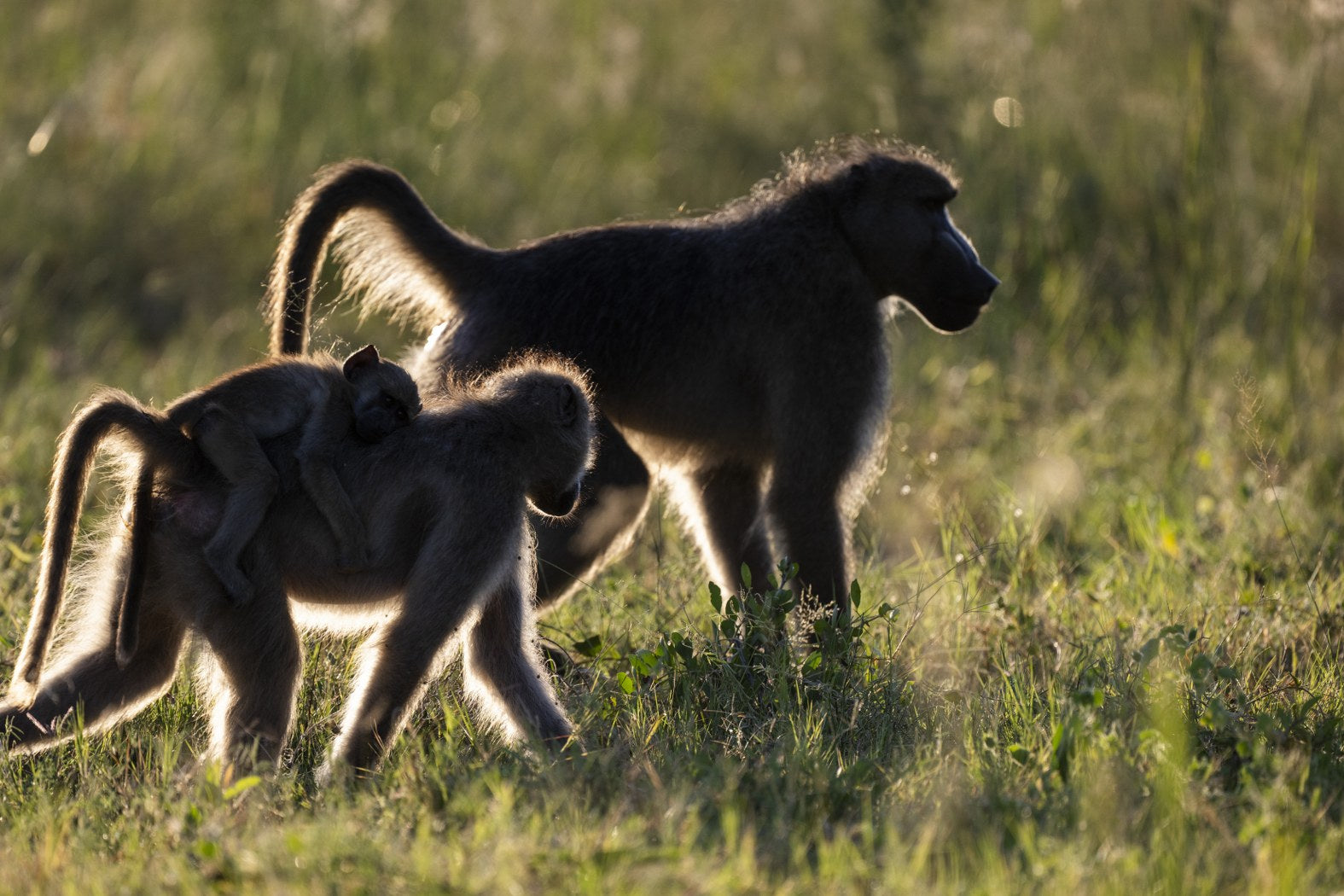 Velvet Monkeys at Dusk