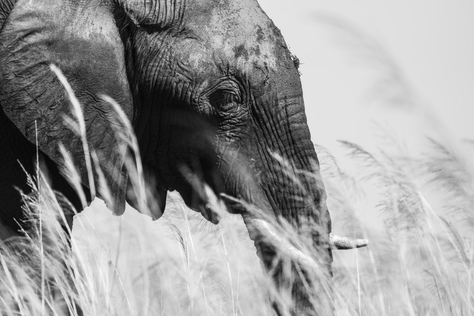 Beast in the Long Grass