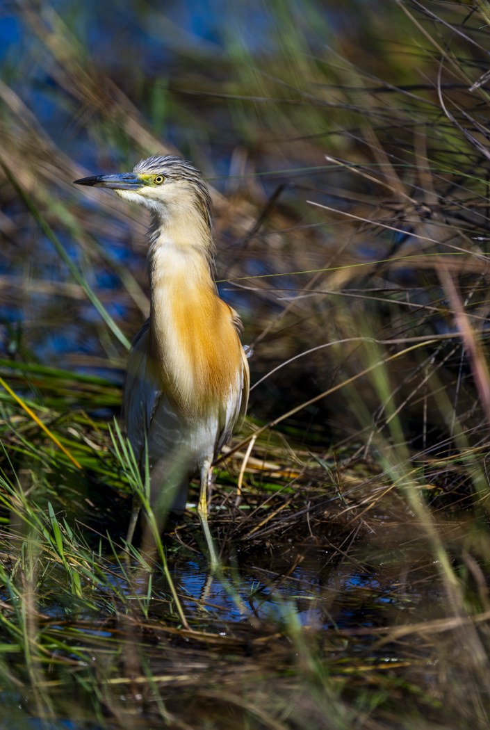 Heron in the Grass