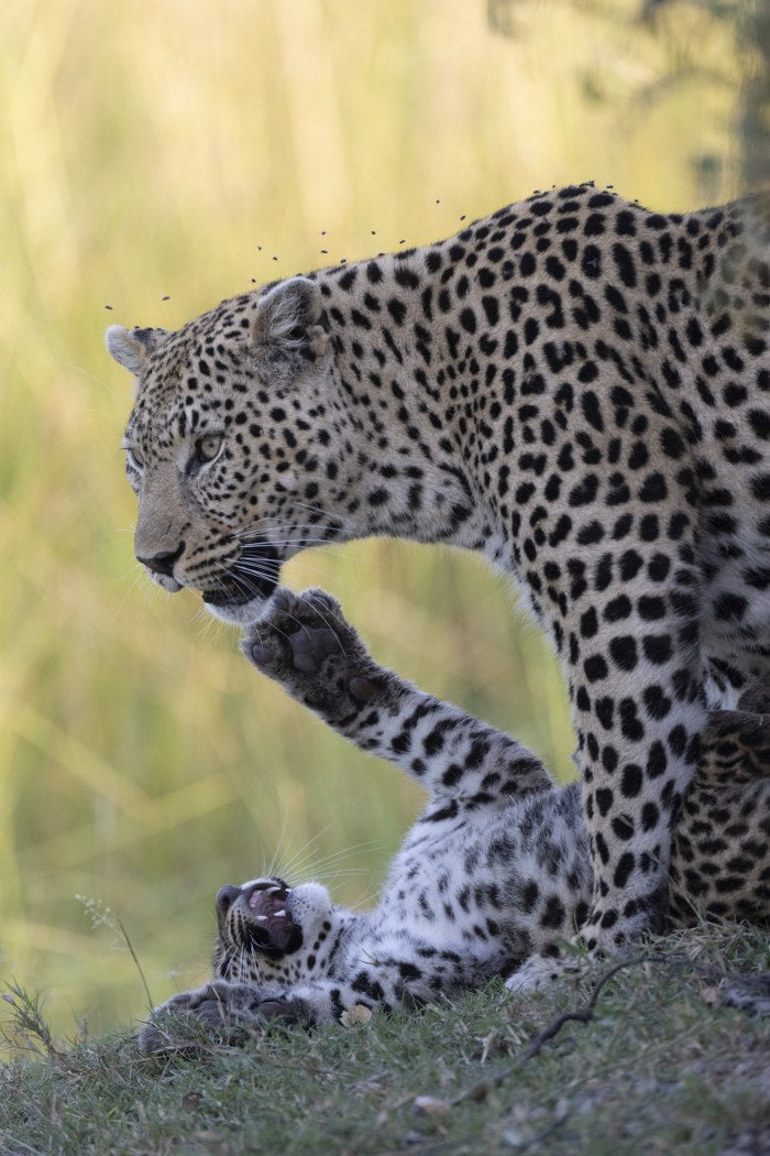 Leopard Playtime