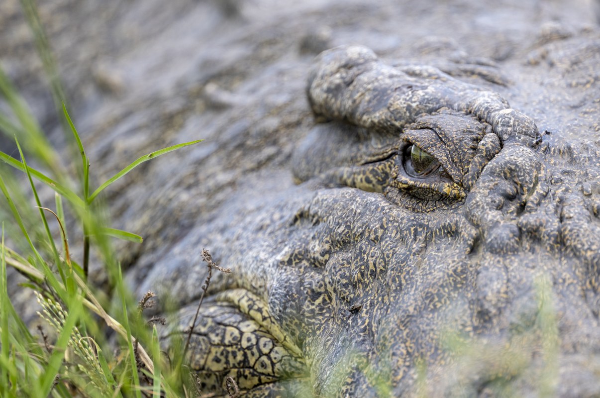 Crocodile Close-Up