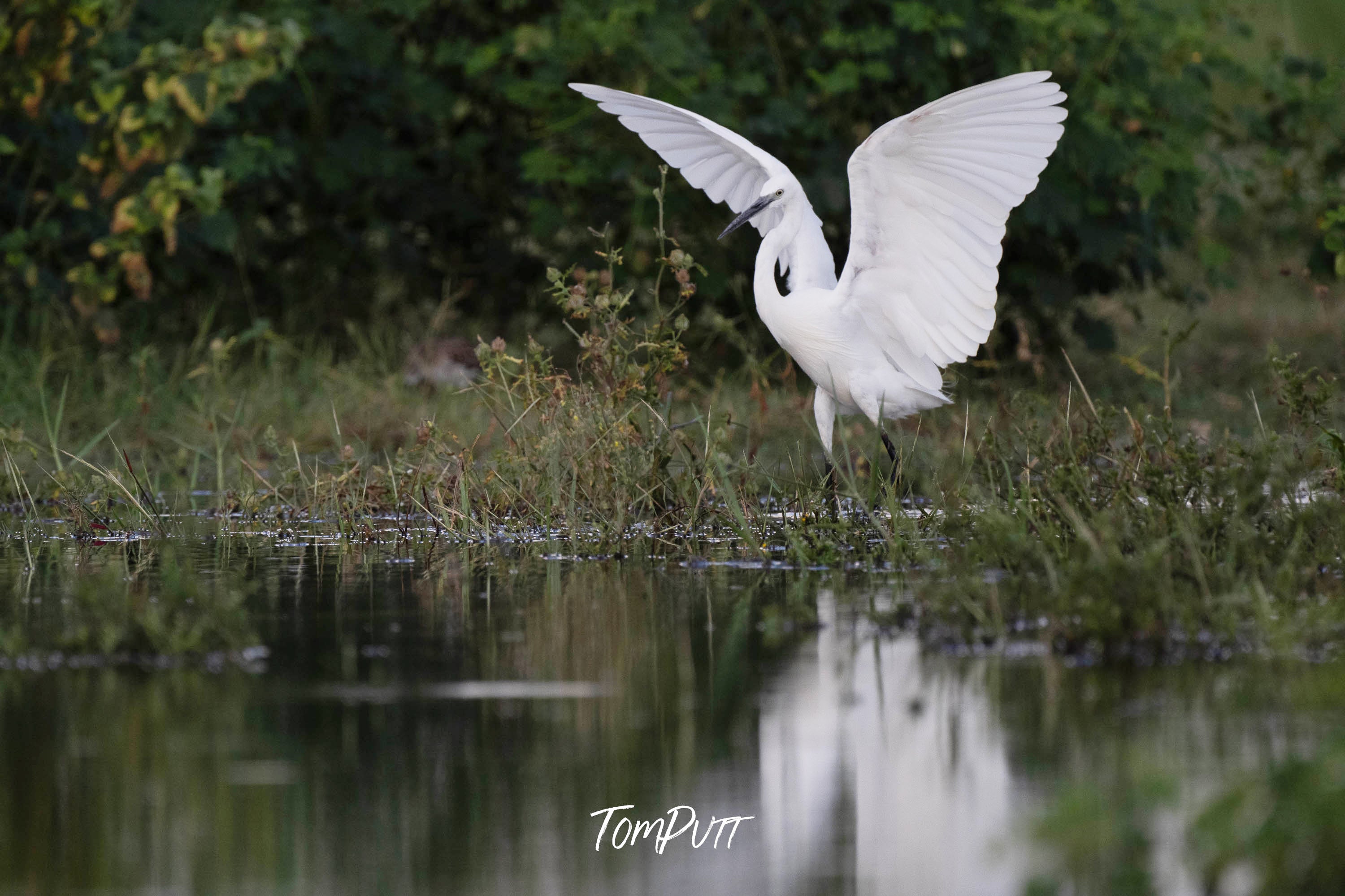 Egret's Dance