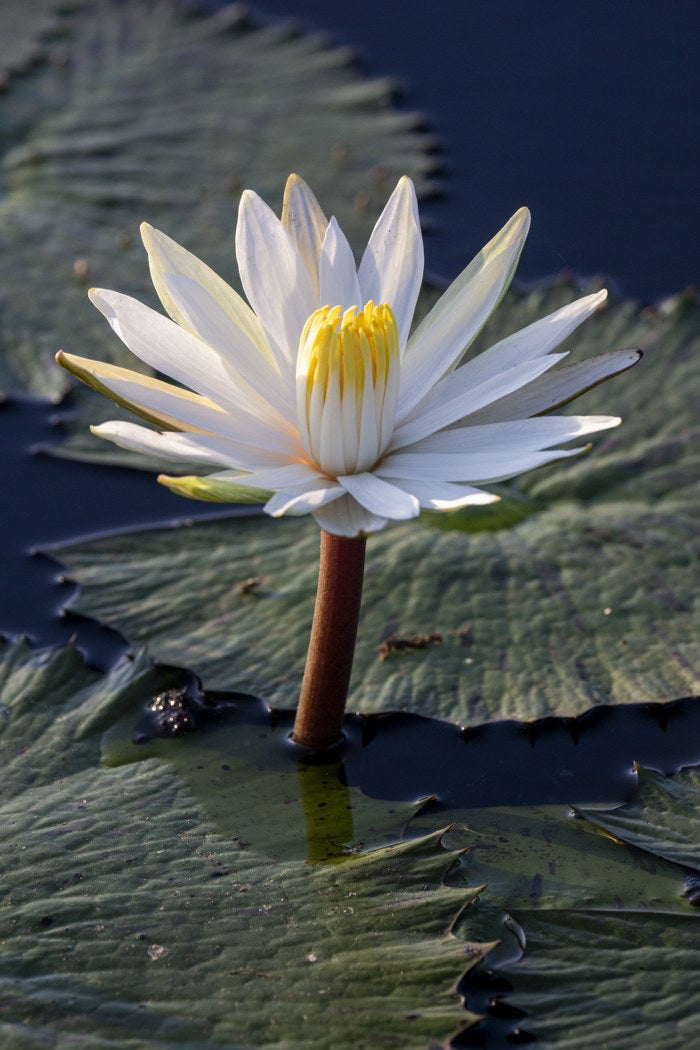 Water Lily